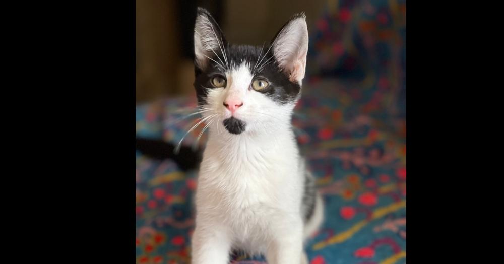 Pepper, a Adoptable Domestic Short Hair in Saint Augustine, FL image 4/5