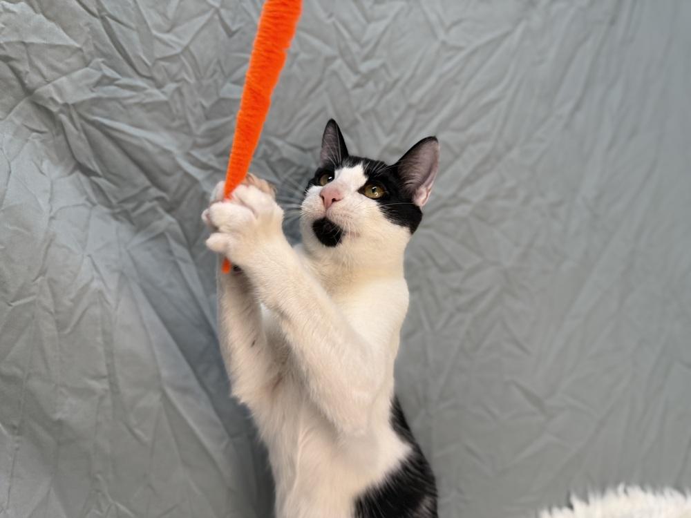 Pepper, a Adoptable Domestic Short Hair in Saint Augustine, FL image 5/5