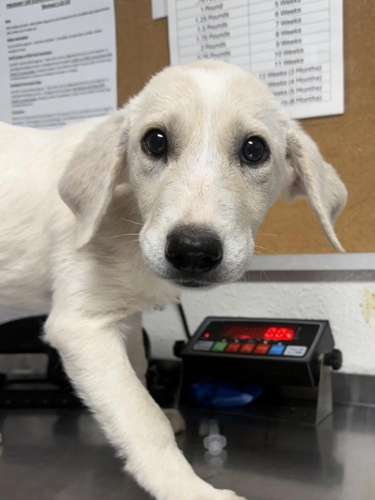 Enlarge Paint, a Adoptable mixed breed in Bolivar, MO image 1/1