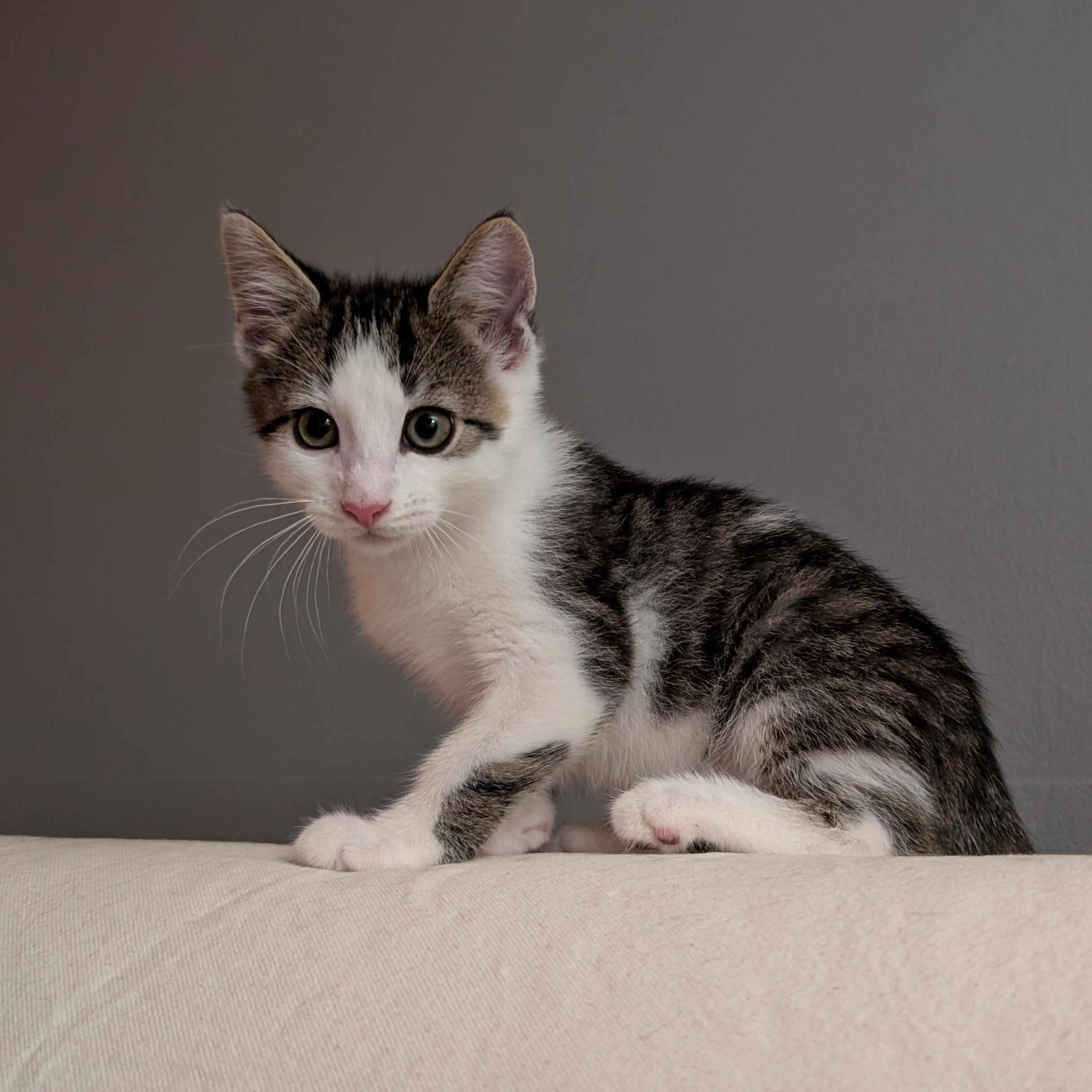 Enlarge Itty-Full of KItten Energy & Kid Friendly, a ADOPTABLE Domestic Short Hair in Laurel, MD image 2/6