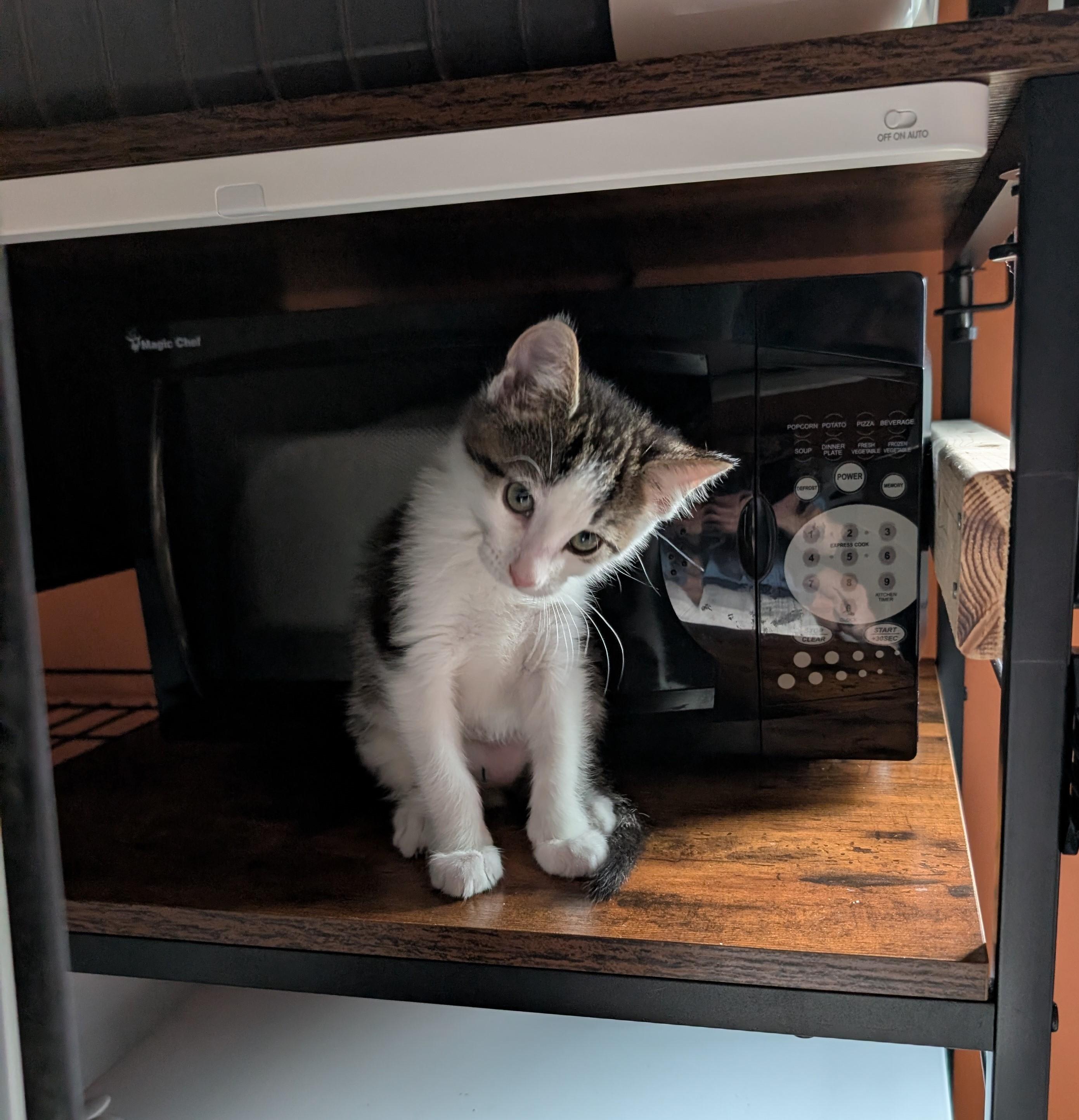 Enlarge Itty-Full of KItten Energy & Kid Friendly, a ADOPTABLE Domestic Short Hair in Laurel, MD image 4/6