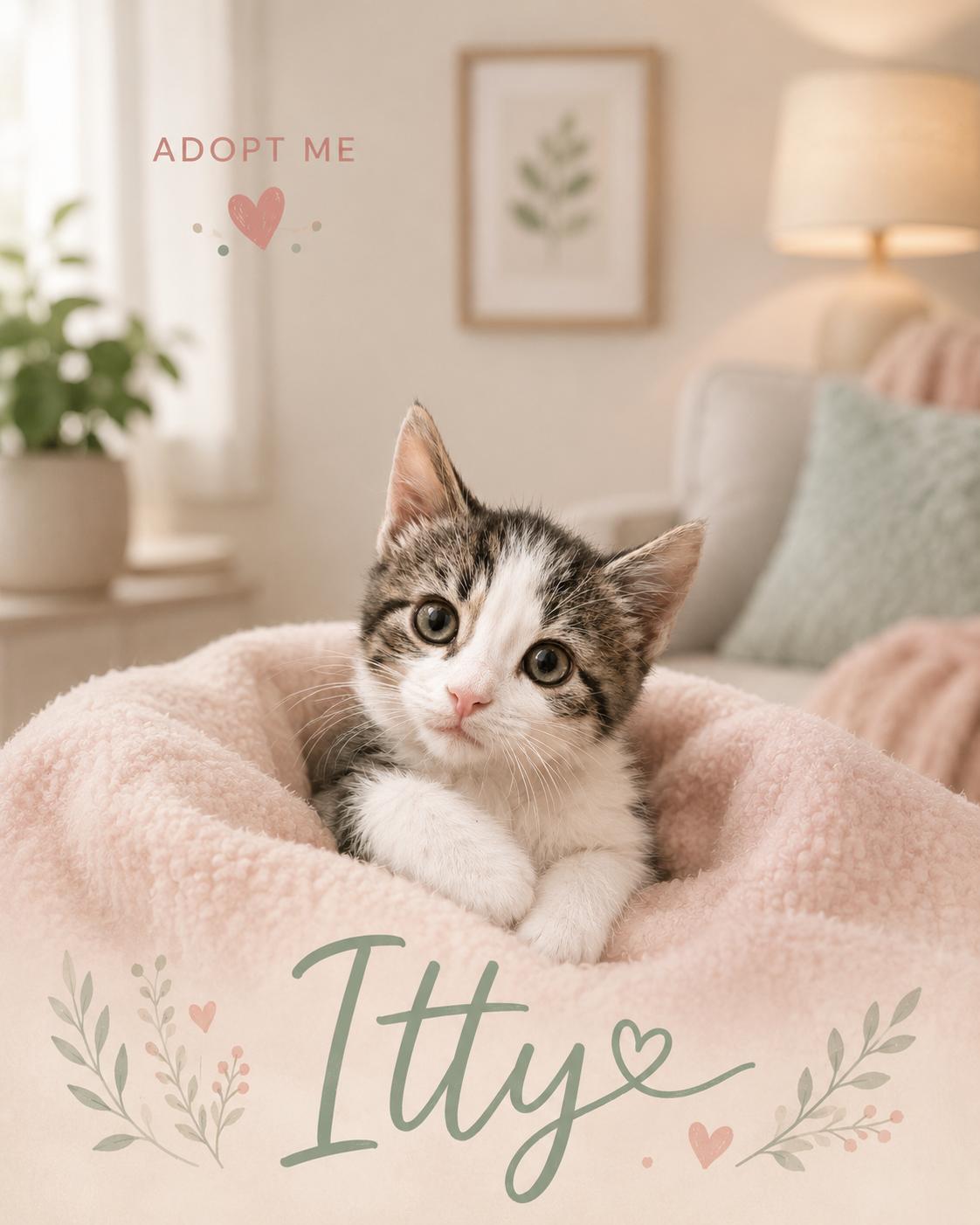Itty-Full of KItten Energy & Kid Friendly, ADOPTABLE, Kitten Male Domestic Short Hair.