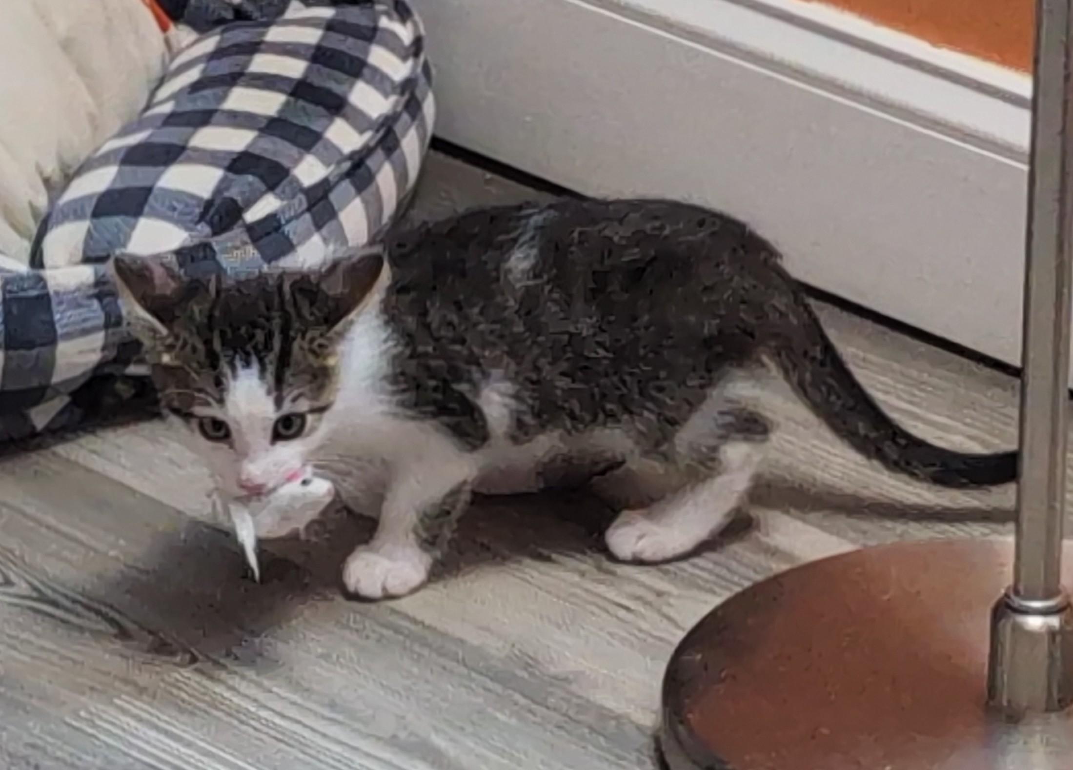 Enlarge Itty-Full of KItten Energy & Kid Friendly, a ADOPTABLE Domestic Short Hair in Laurel, MD image 3/6