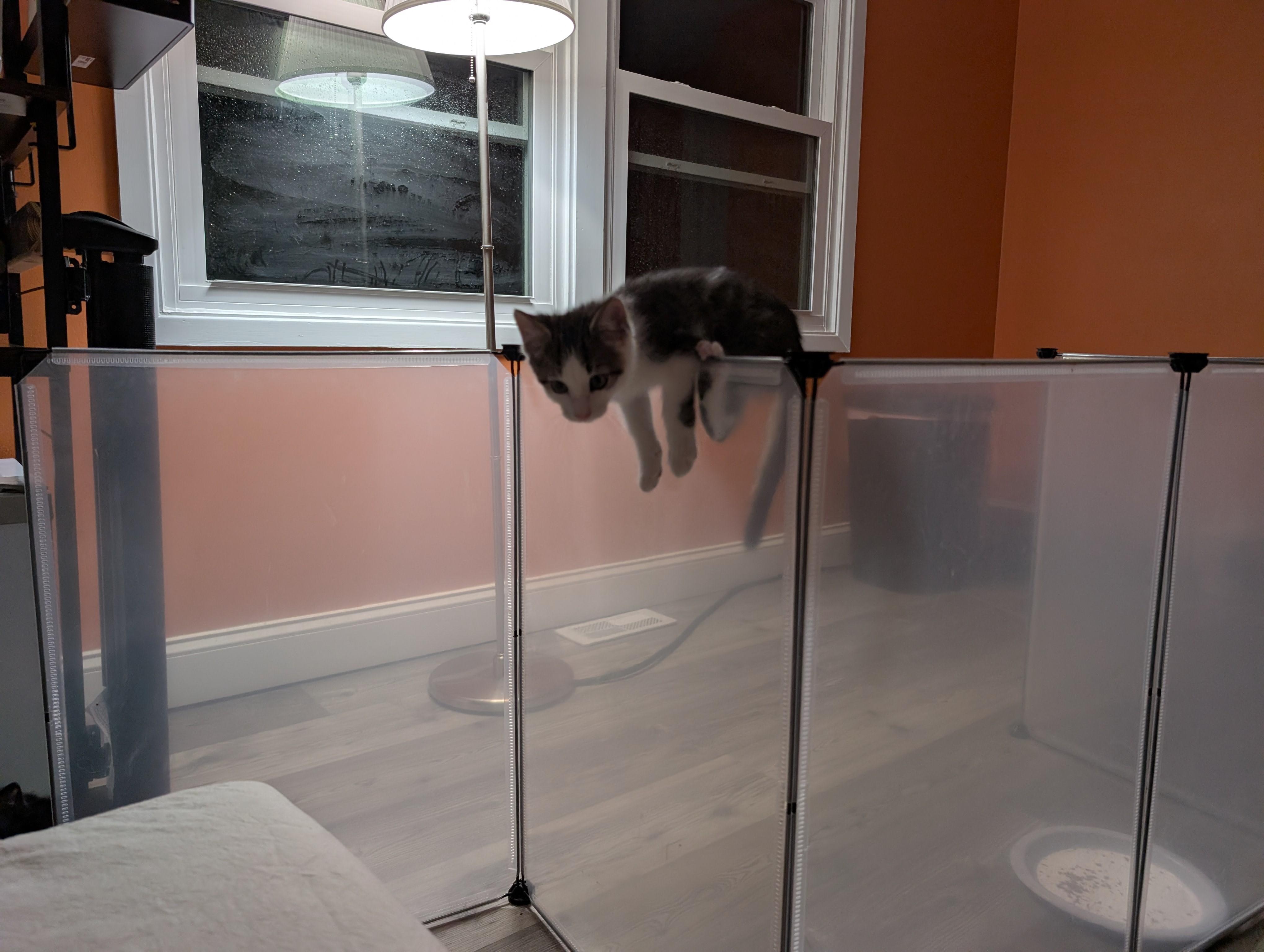Enlarge Itty-Full of KItten Energy & Kid Friendly, a ADOPTABLE Domestic Short Hair in Laurel, MD image 5/6