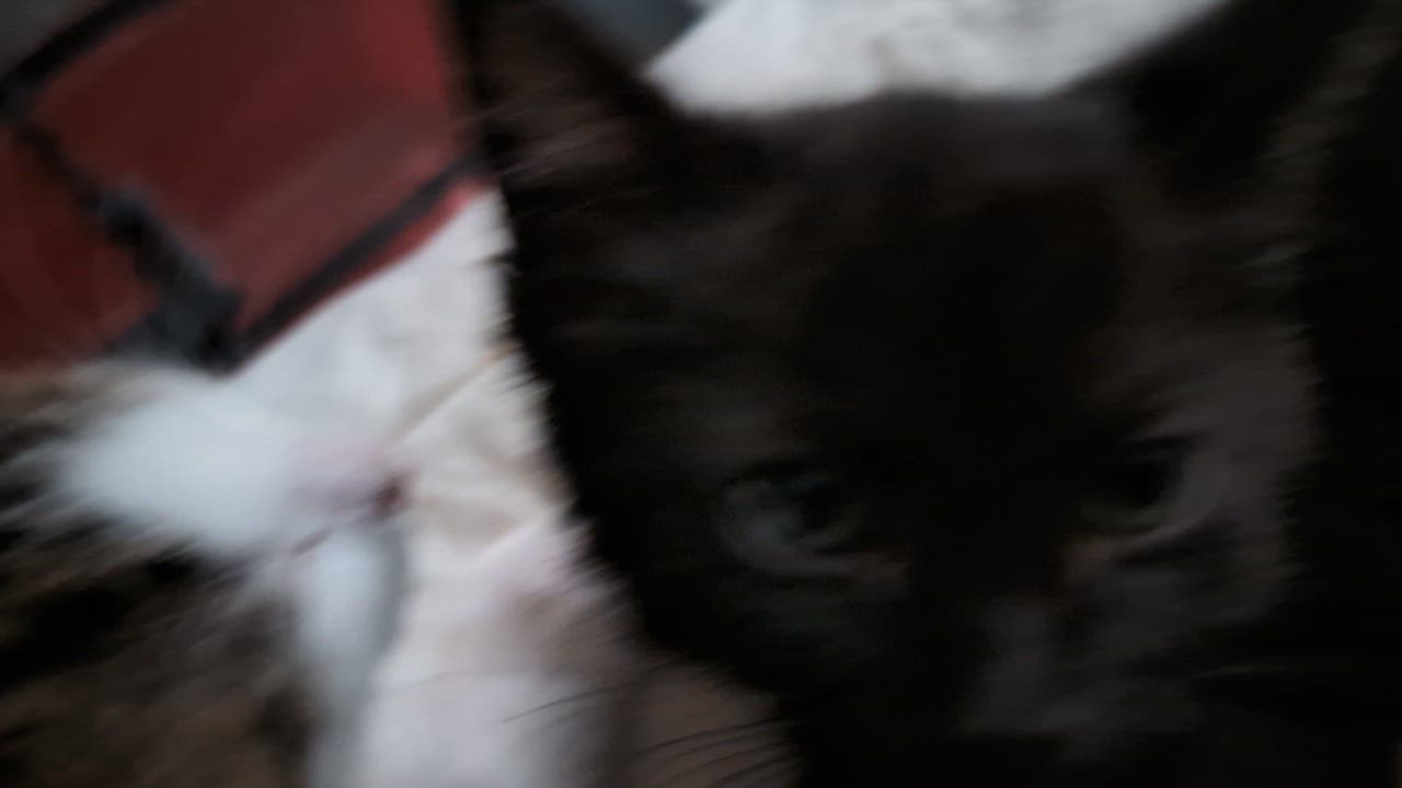 Enlarge Itty-Full of KItten Energy & Kid Friendly, a ADOPTABLE Domestic Short Hair in Laurel, MD video 6/6