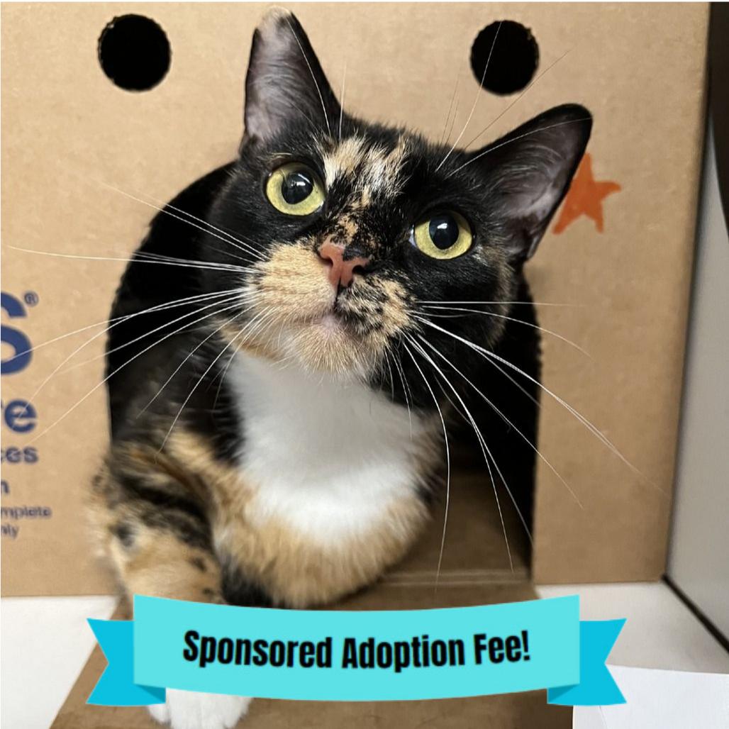 Penelope, Adoptable, Young Female Domestic Short Hair.