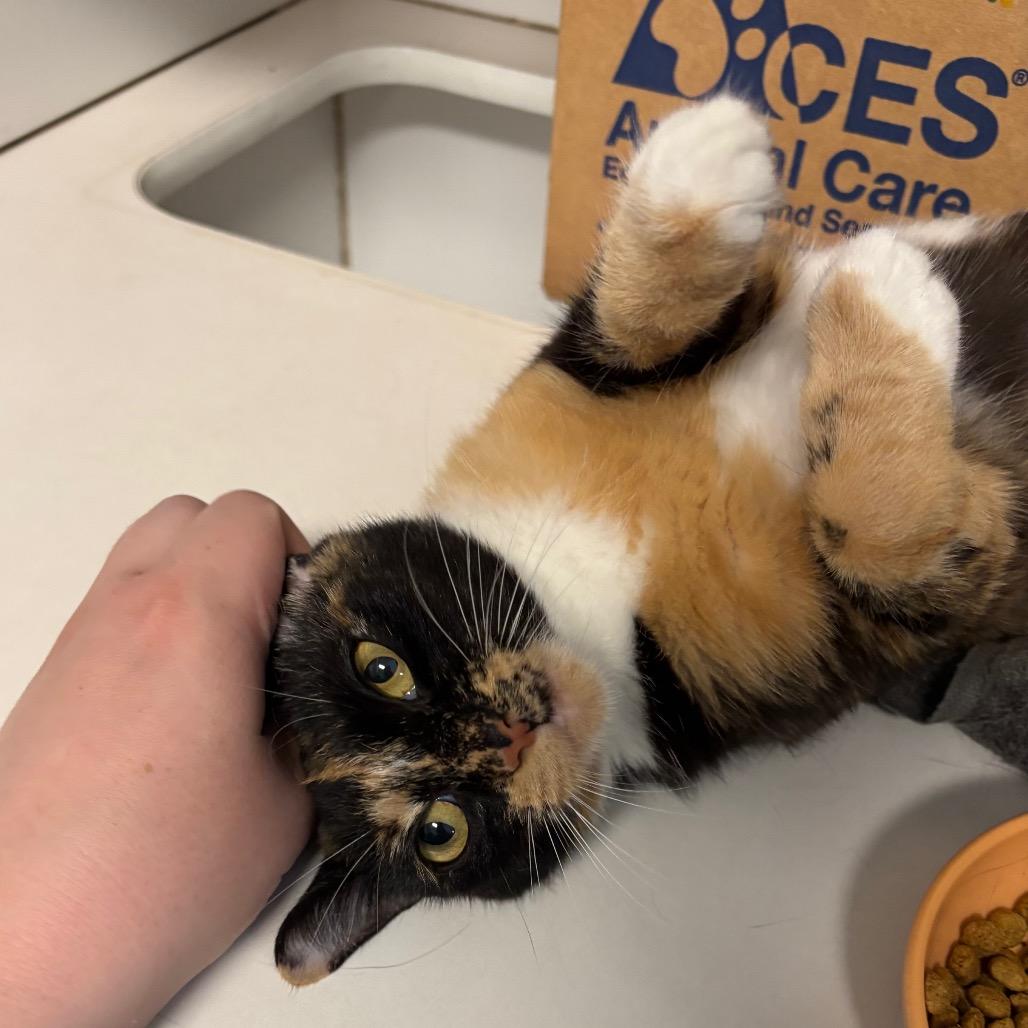 Penelope, a Adoptable Domestic Short Hair in Novelty, OH image 2/4