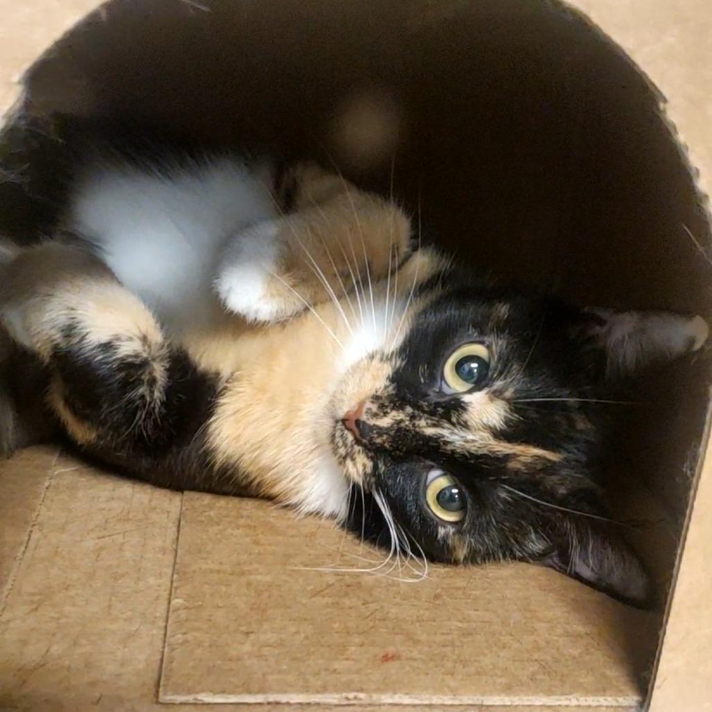 Penelope, a Adoptable Domestic Short Hair in Novelty, OH image 3/4