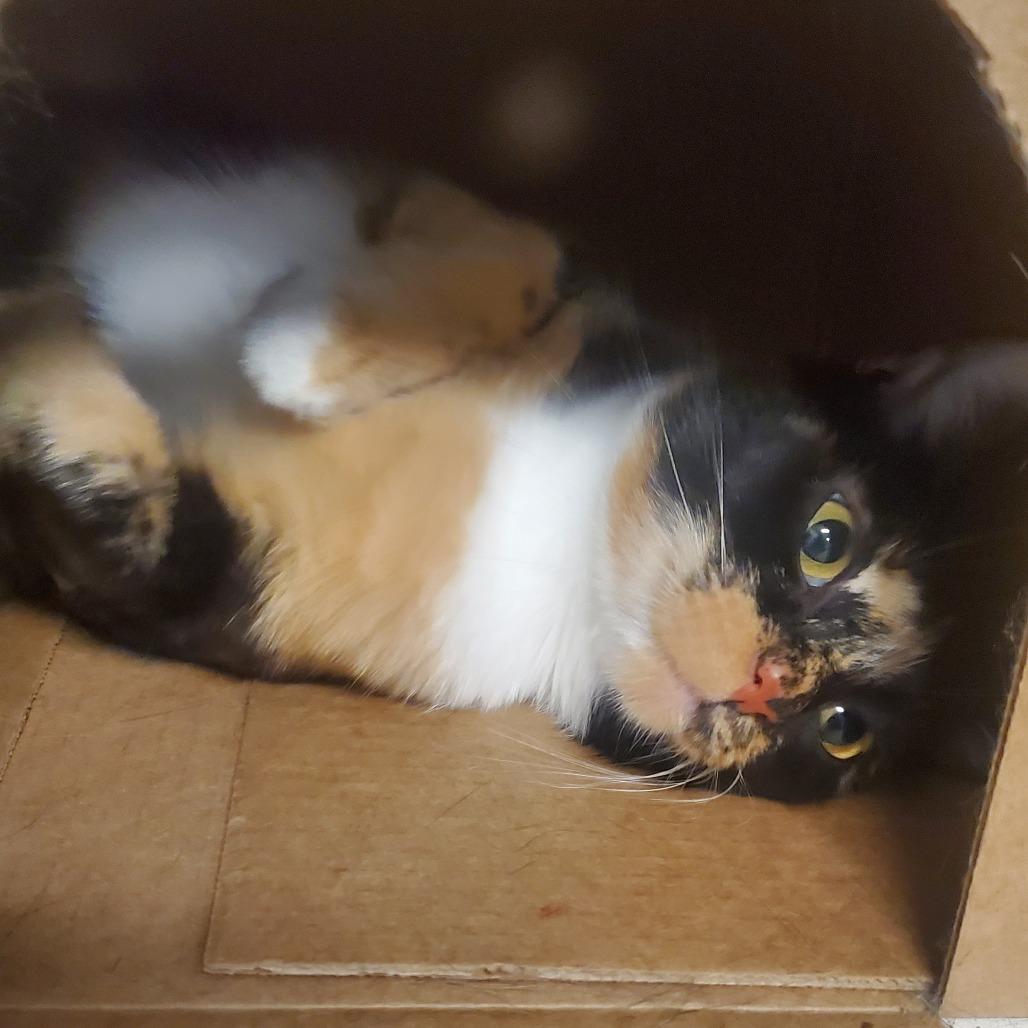 Penelope, a Adoptable Domestic Short Hair in Novelty, OH image 4/4
