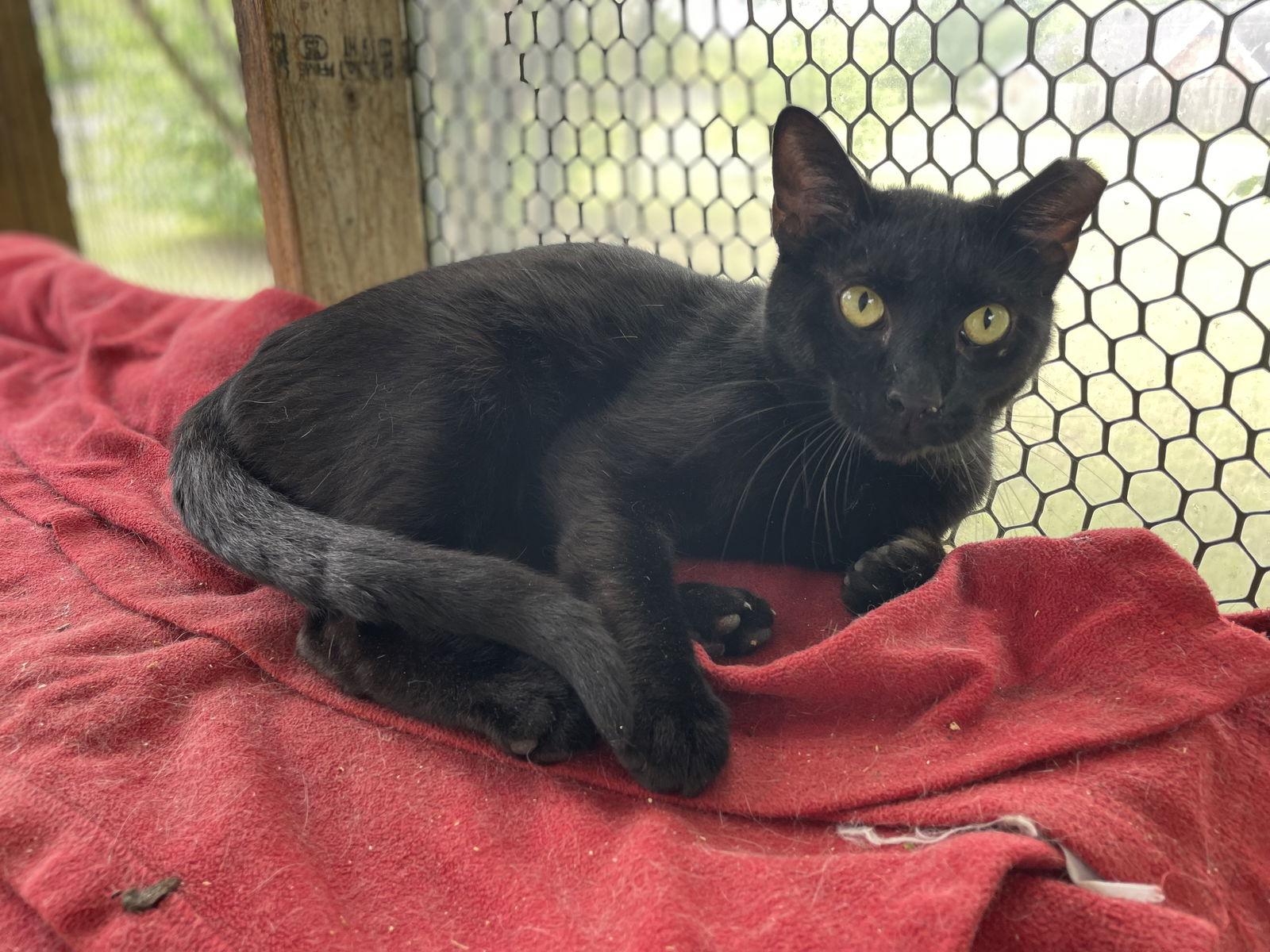 Enlarge B.C., a Adoptable Domestic Short Hair in Oxford, MS image 1/1