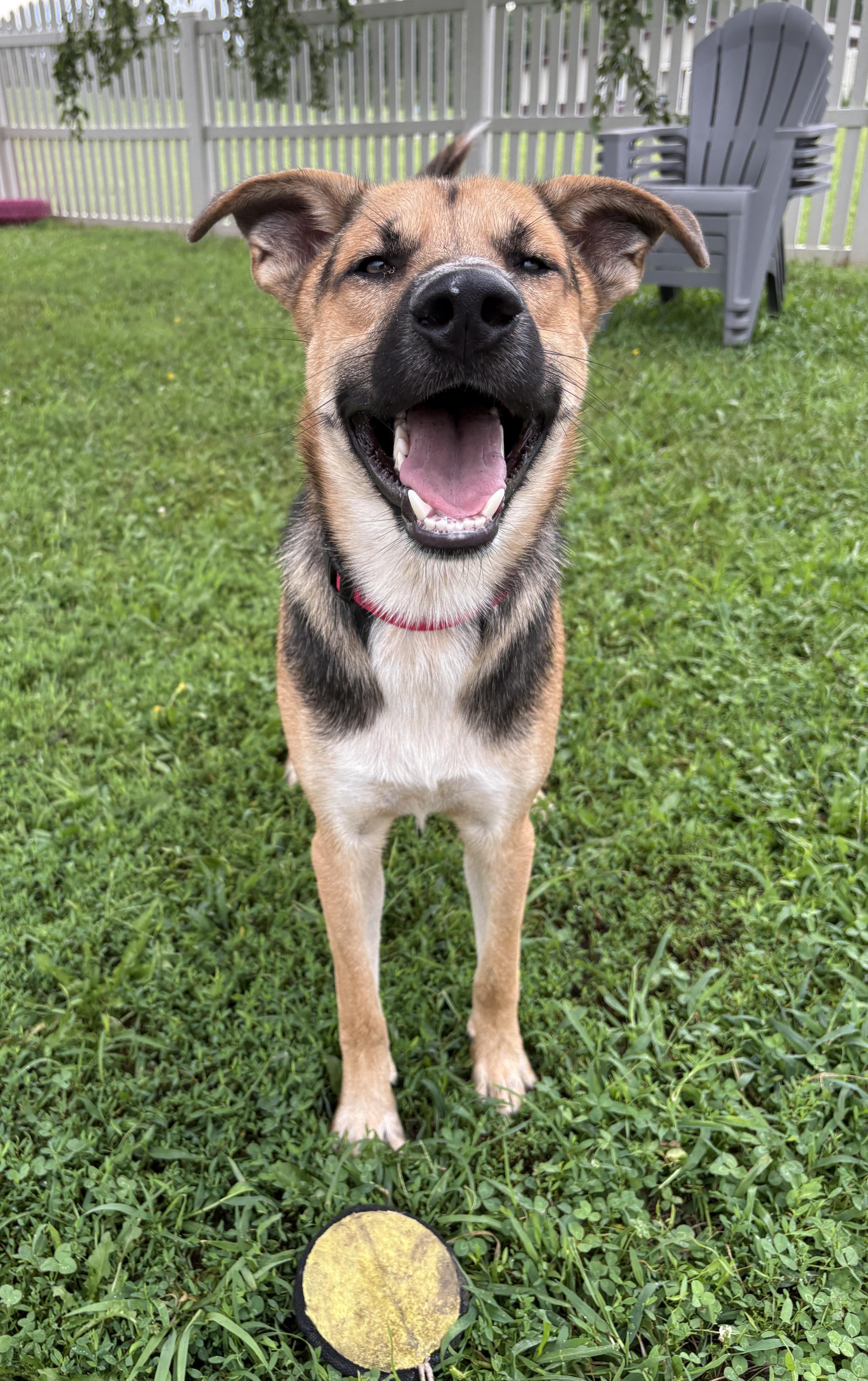 Enlarge Tilin, a Adoptable mixed breed in Auburn, NE image 2/4