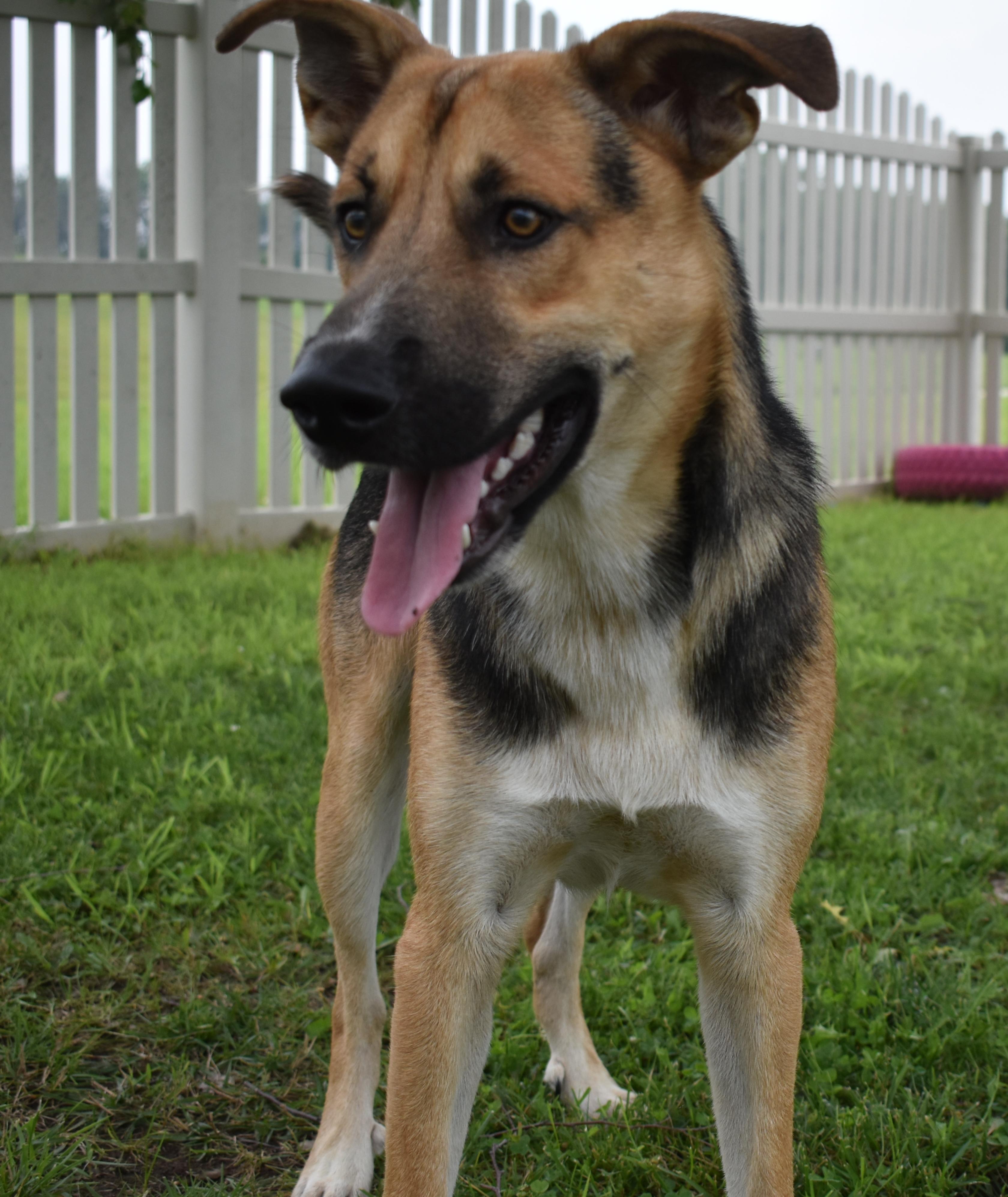 Enlarge Tilin, a Adoptable mixed breed in Auburn, NE image 3/4