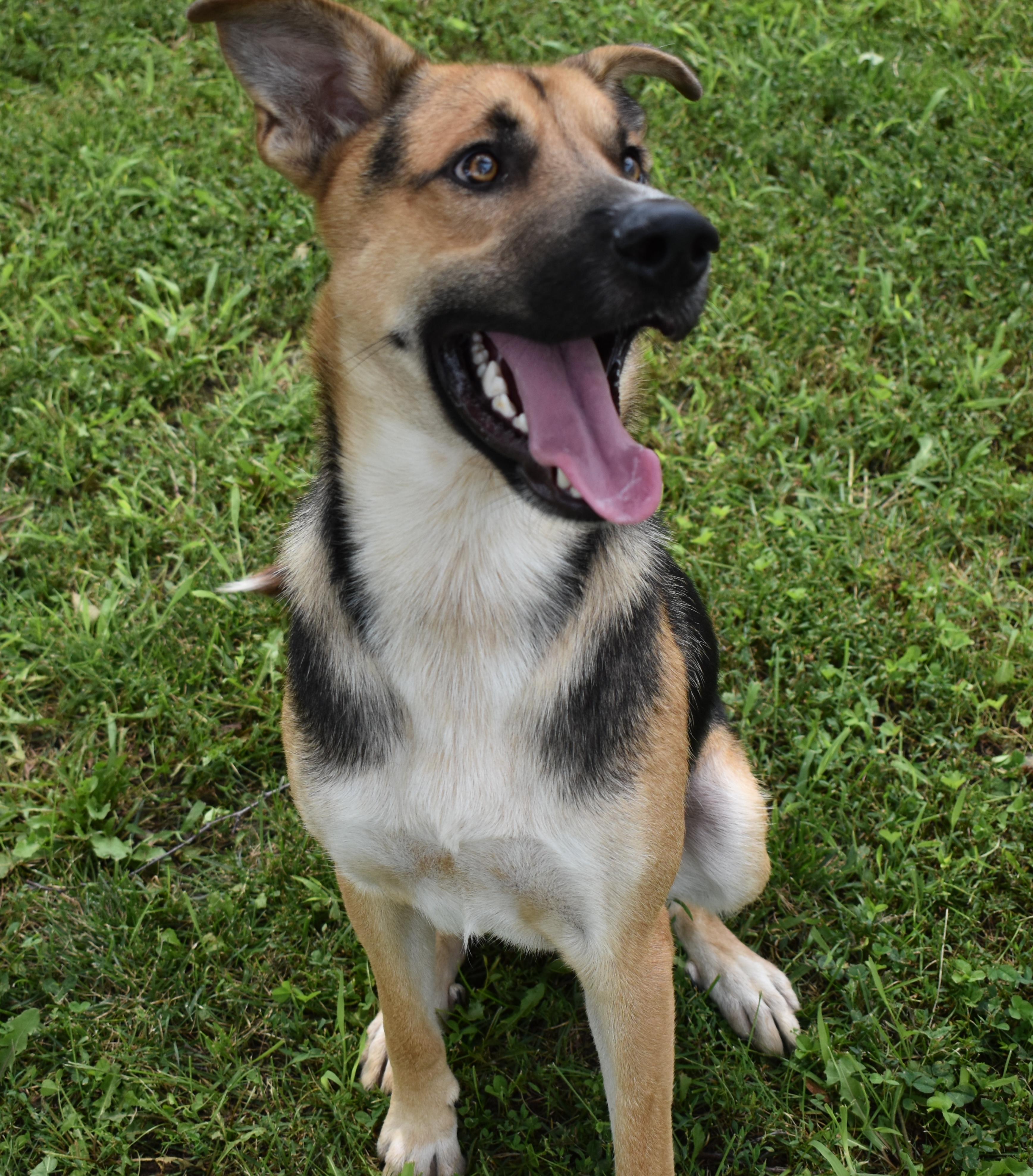 Enlarge Tilin, a Adoptable mixed breed in Auburn, NE image 4/4