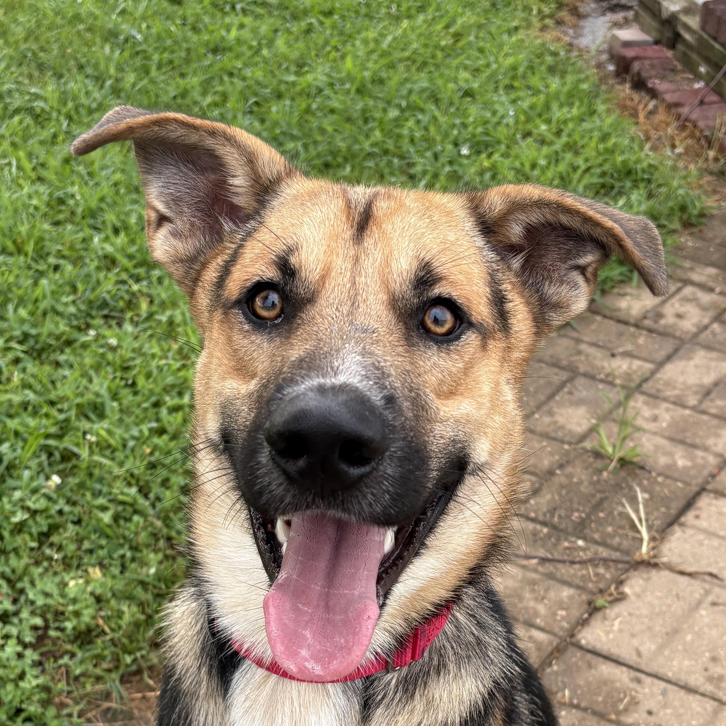 Tilin, Adoptable, Young Male German Shepherd Dog.