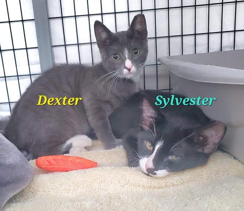 Dexter, Adoptable, Young Male Domestic Short Hair.