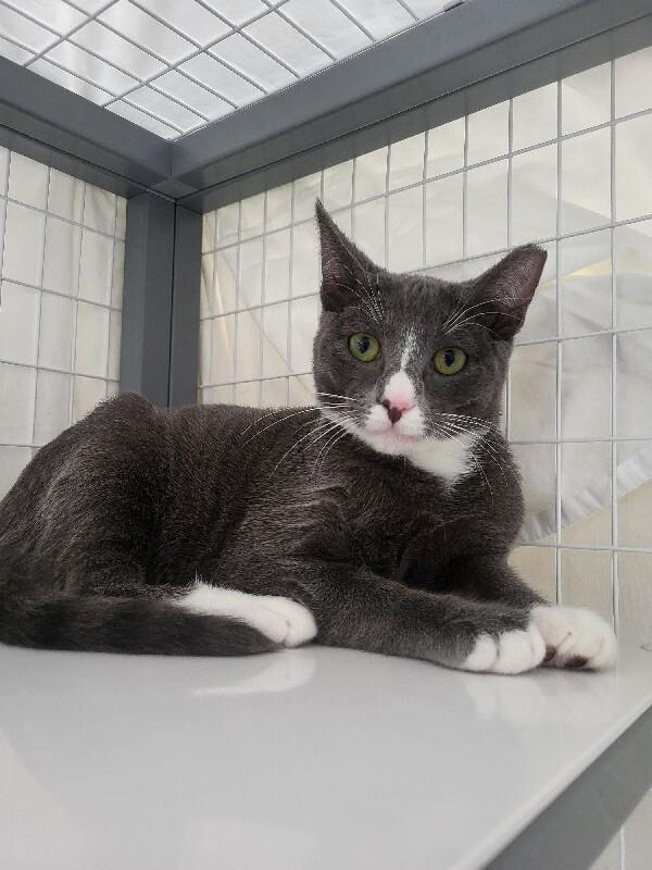 Enlarge Dexter, a Adoptable Domestic Short Hair in Diamond Springs, CA image 2/3