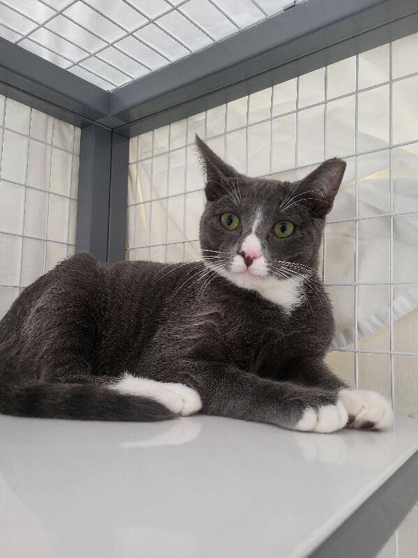 Enlarge Dexter, a Adoptable Domestic Short Hair in Diamond Springs, CA image 3/3