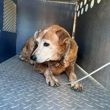 Nani"LadyBug", Adoptable, Senior Female Cattle Dog & Mixed Breed.