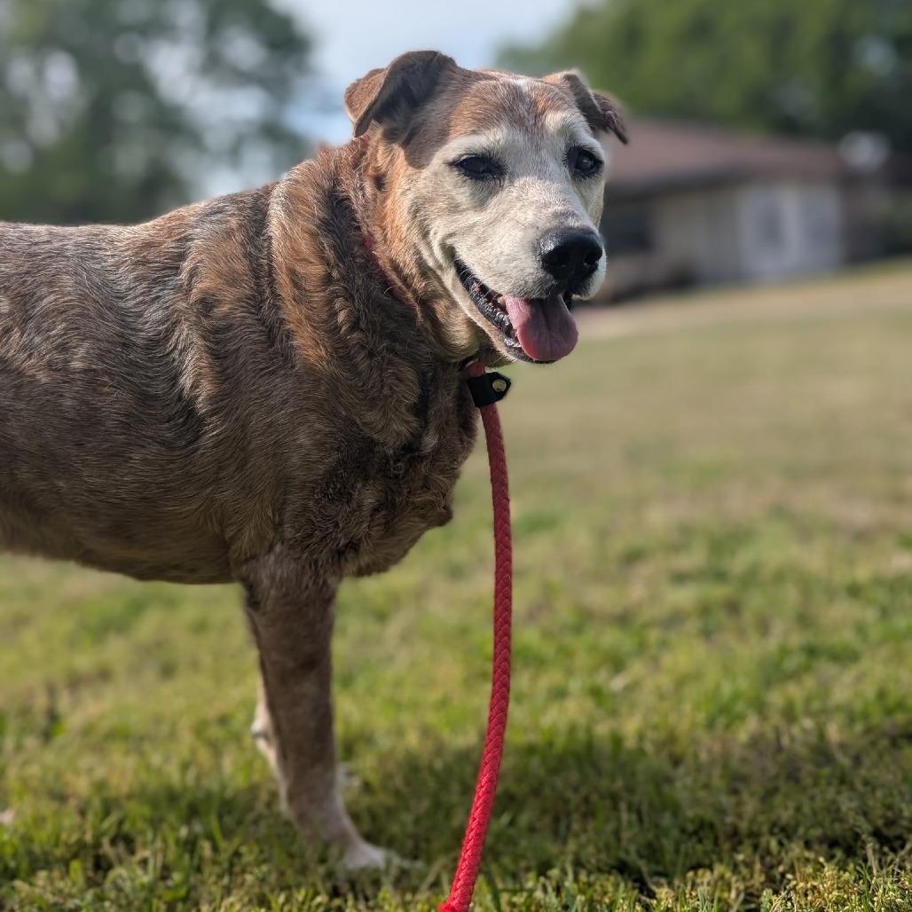 Nani"LadyBug", a Adoptable mixed breed in Buchanan Dam, TX image 3/3