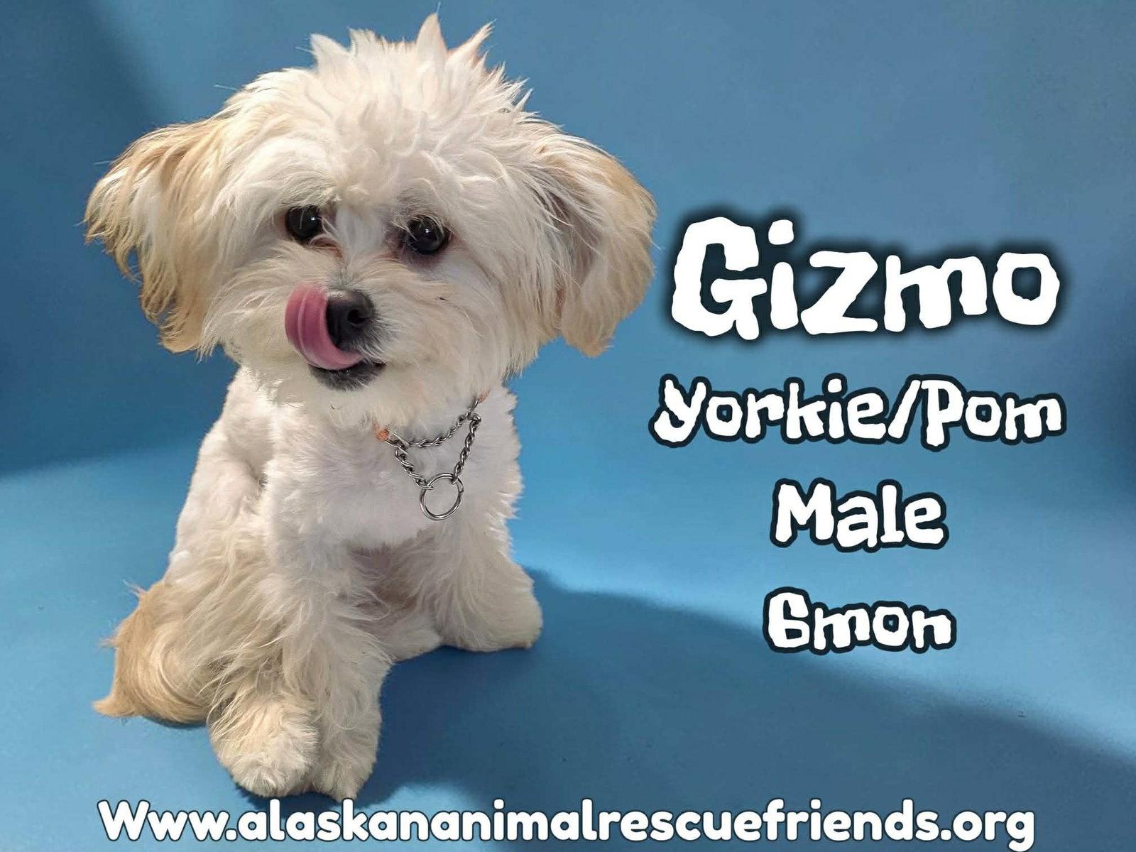Enlarge Gizmo, a Adoptable mixed breed in Anchorage, AK image 1/1