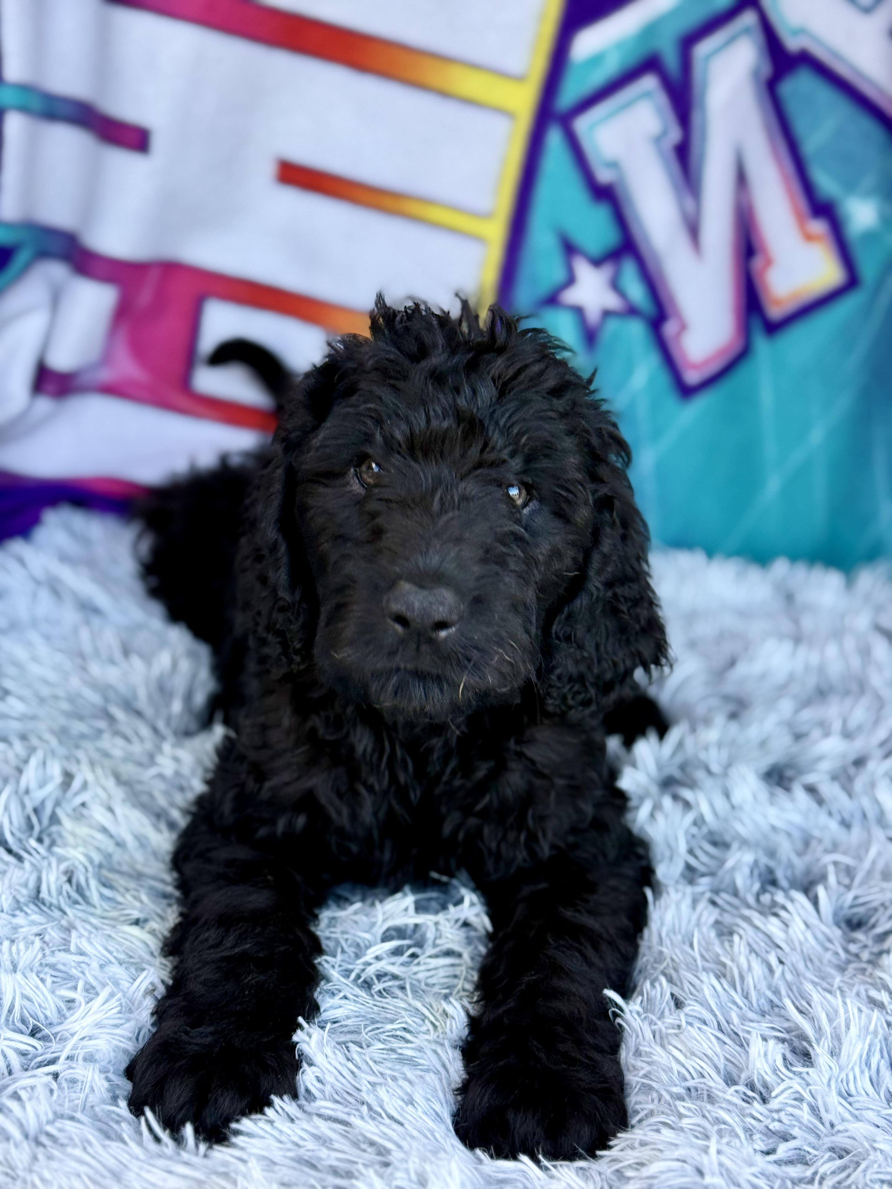 Forest, an adoptable Labradoodle in Baton Rouge, LA, 70809 | Photo Image 4