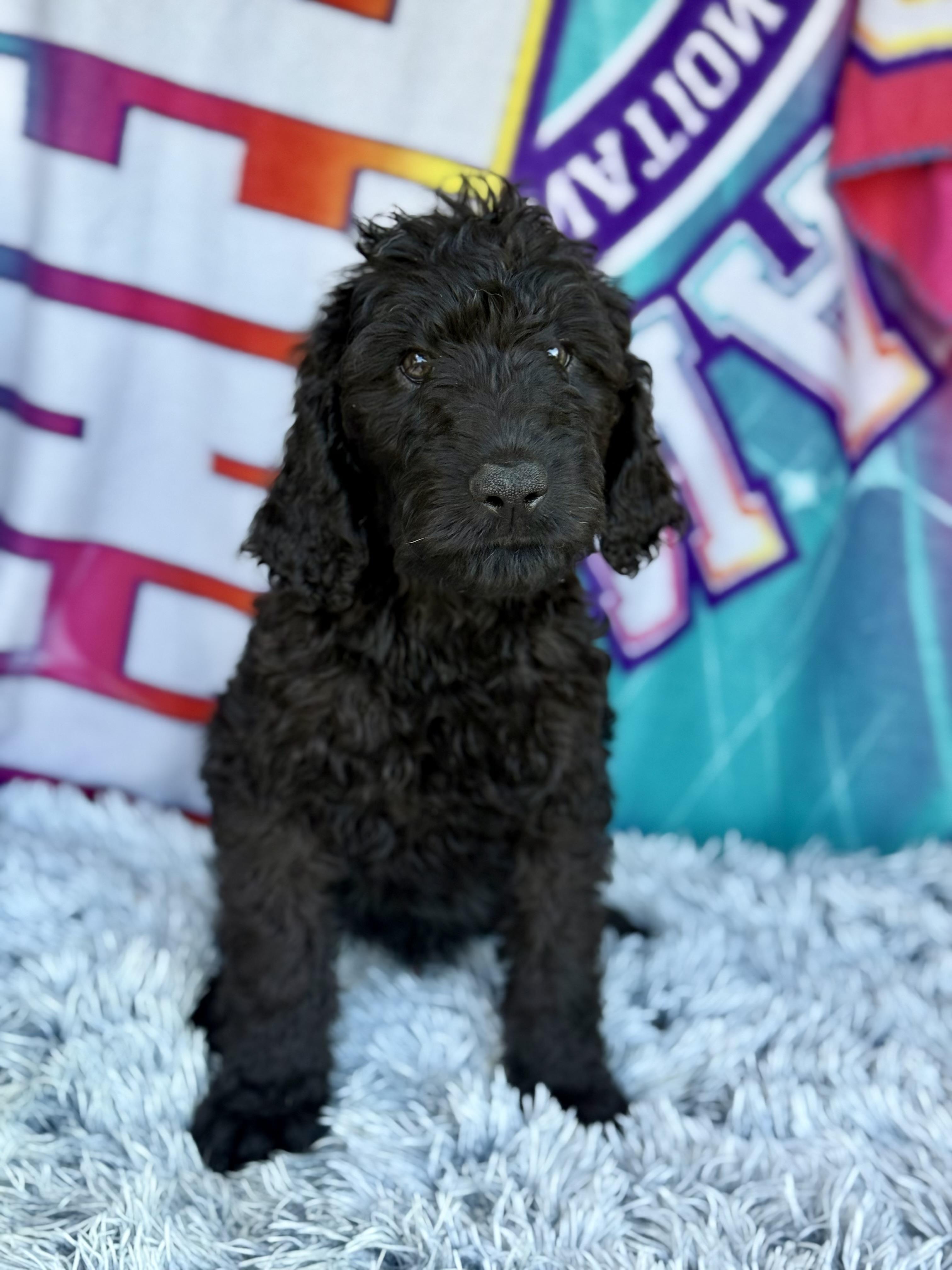 Forest, an adoptable Labradoodle in Baton Rouge, LA, 70809 | Photo Image 5