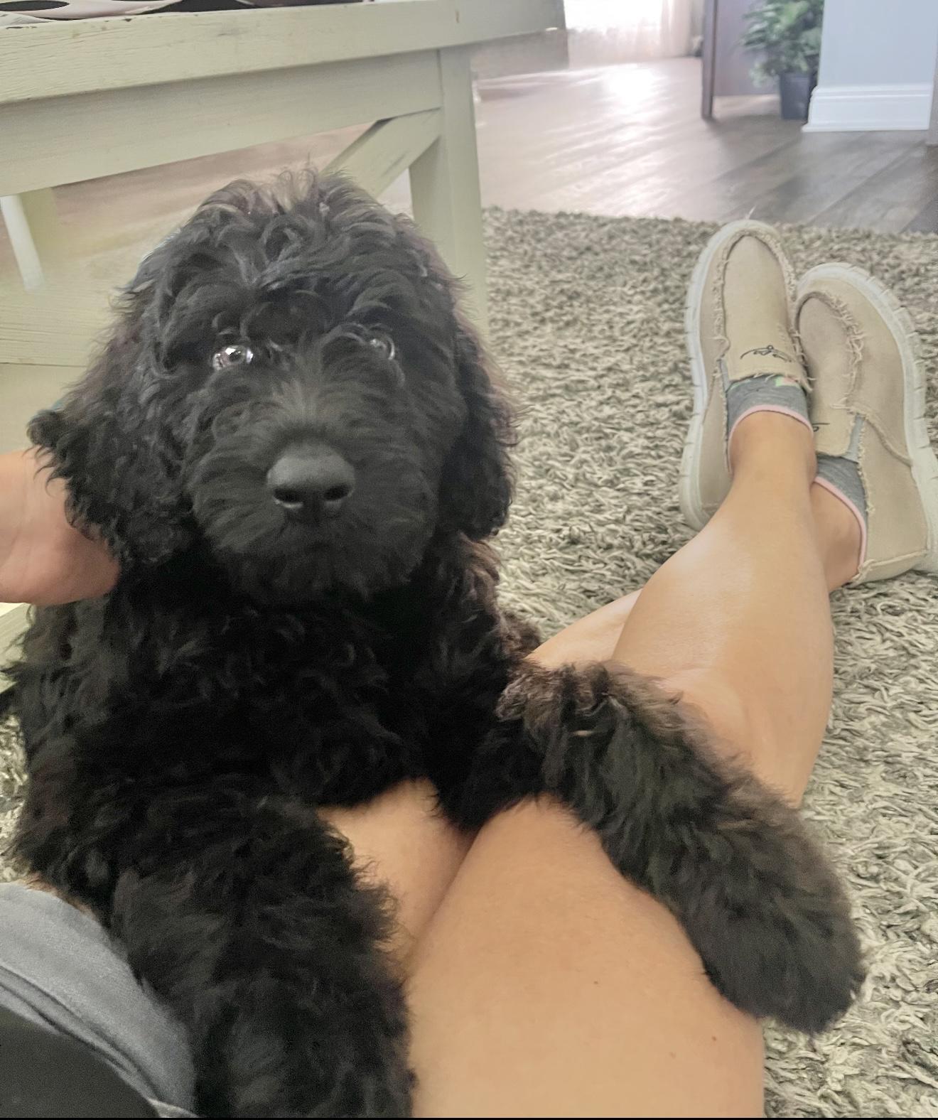 Forest, an adoptable Labradoodle in Baton Rouge, LA, 70809 | Photo Image 1