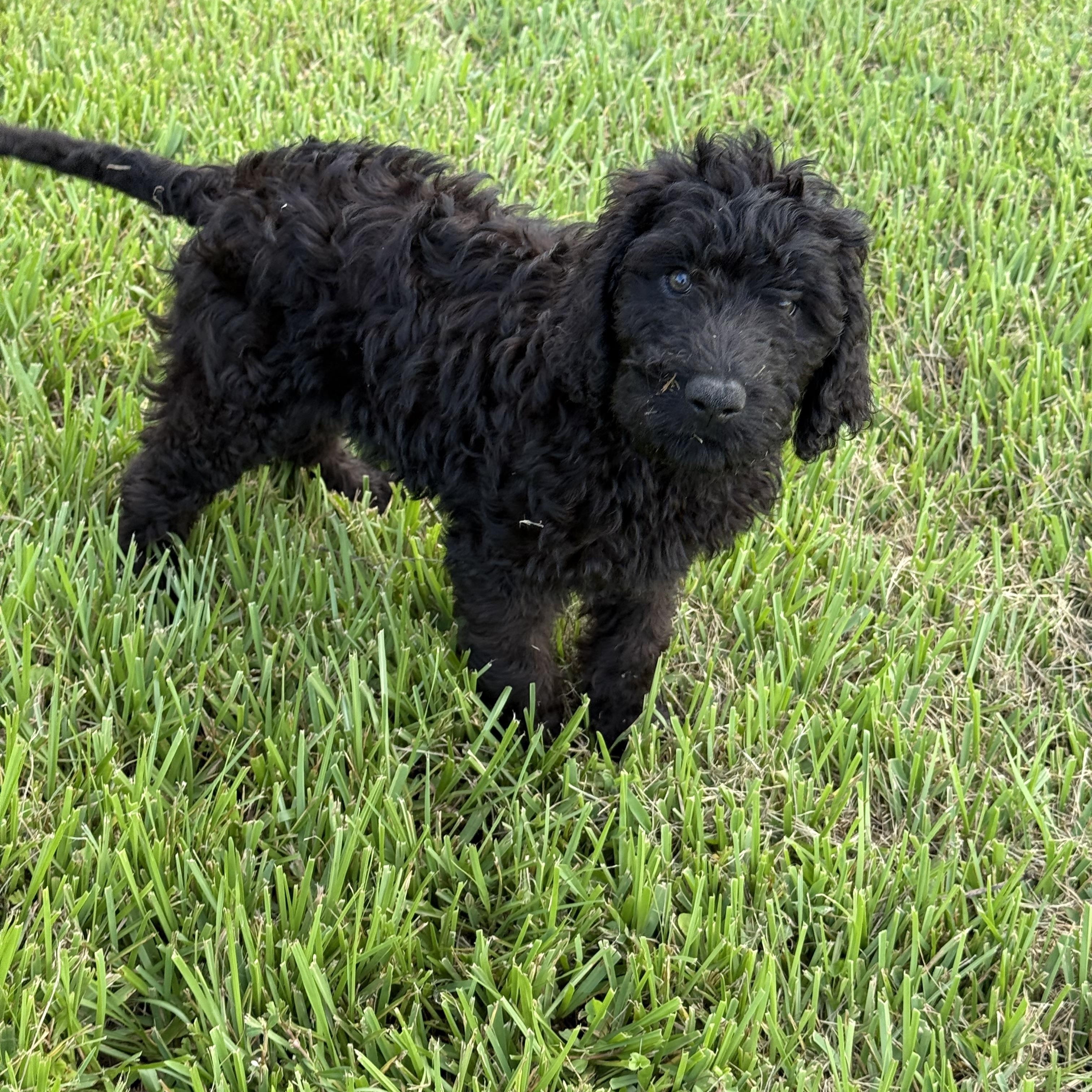 Forest, an adoptable Labradoodle in Baton Rouge, LA, 70809 | Photo Image 3