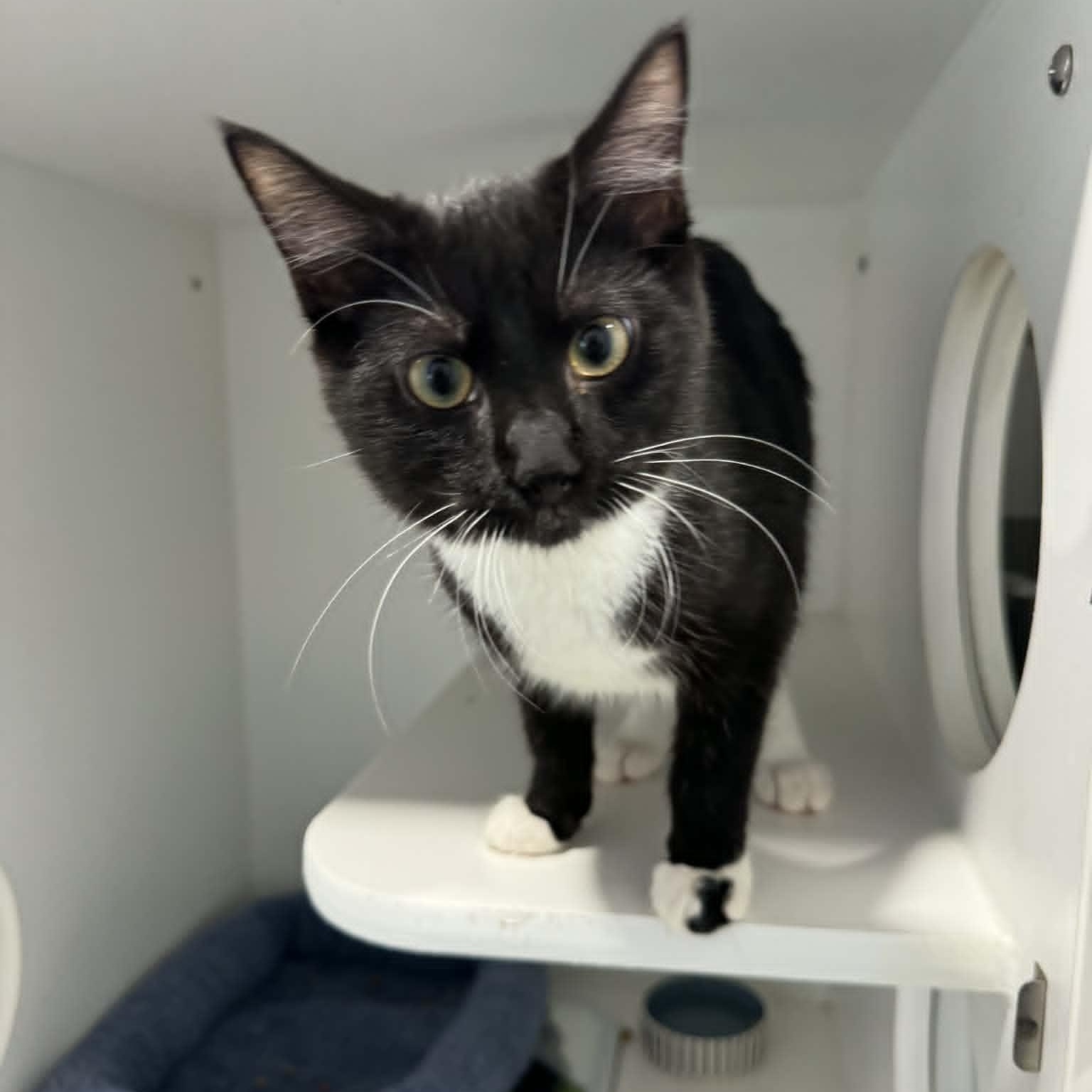 Agent J, a ADOPTABLE American Shorthair in Danbury, CT image 2/4