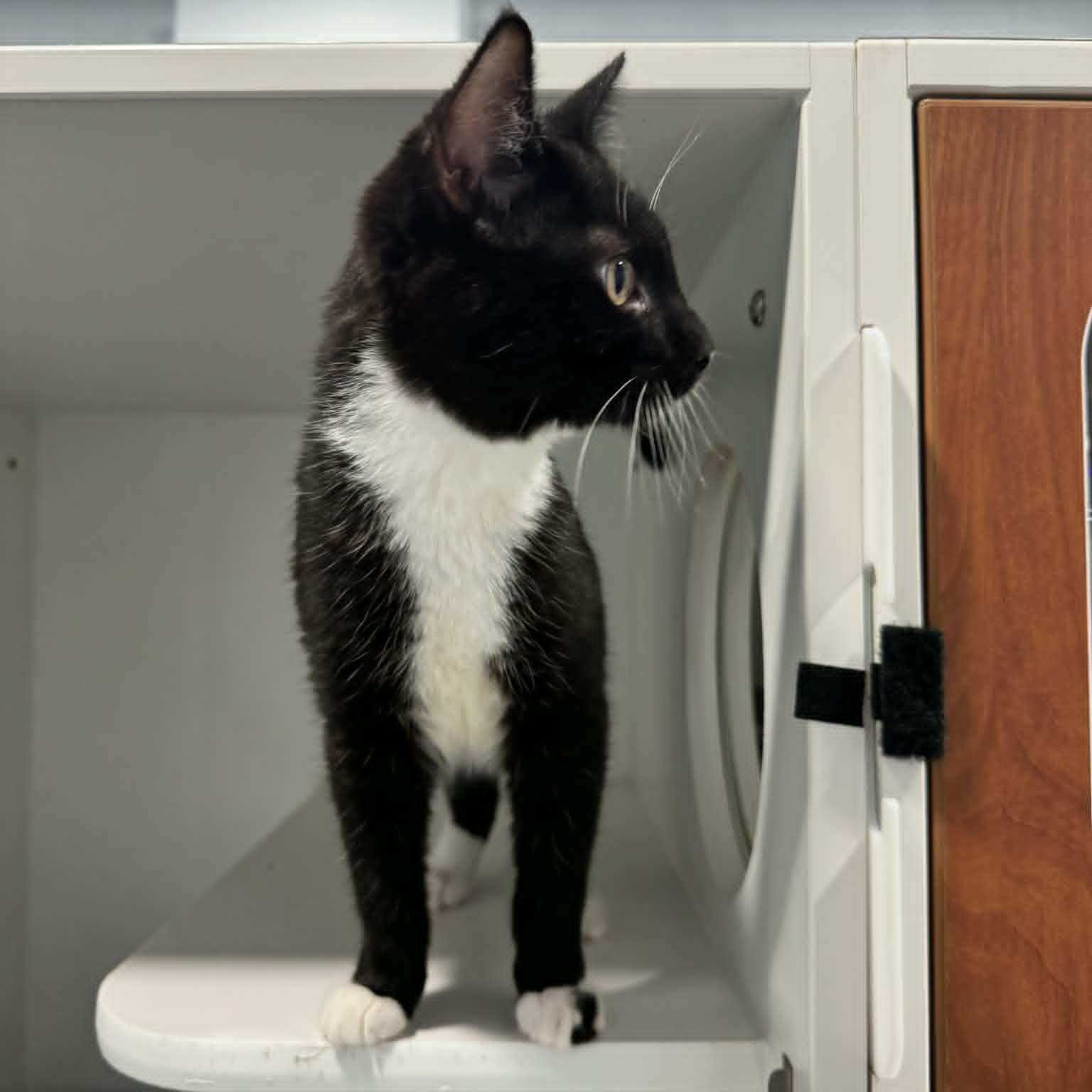 Agent J, a ADOPTABLE American Shorthair in Danbury, CT image 4/4