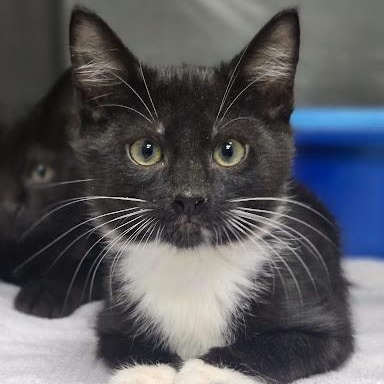 Agent J, ADOPTABLE, Kitten Male American Shorthair.