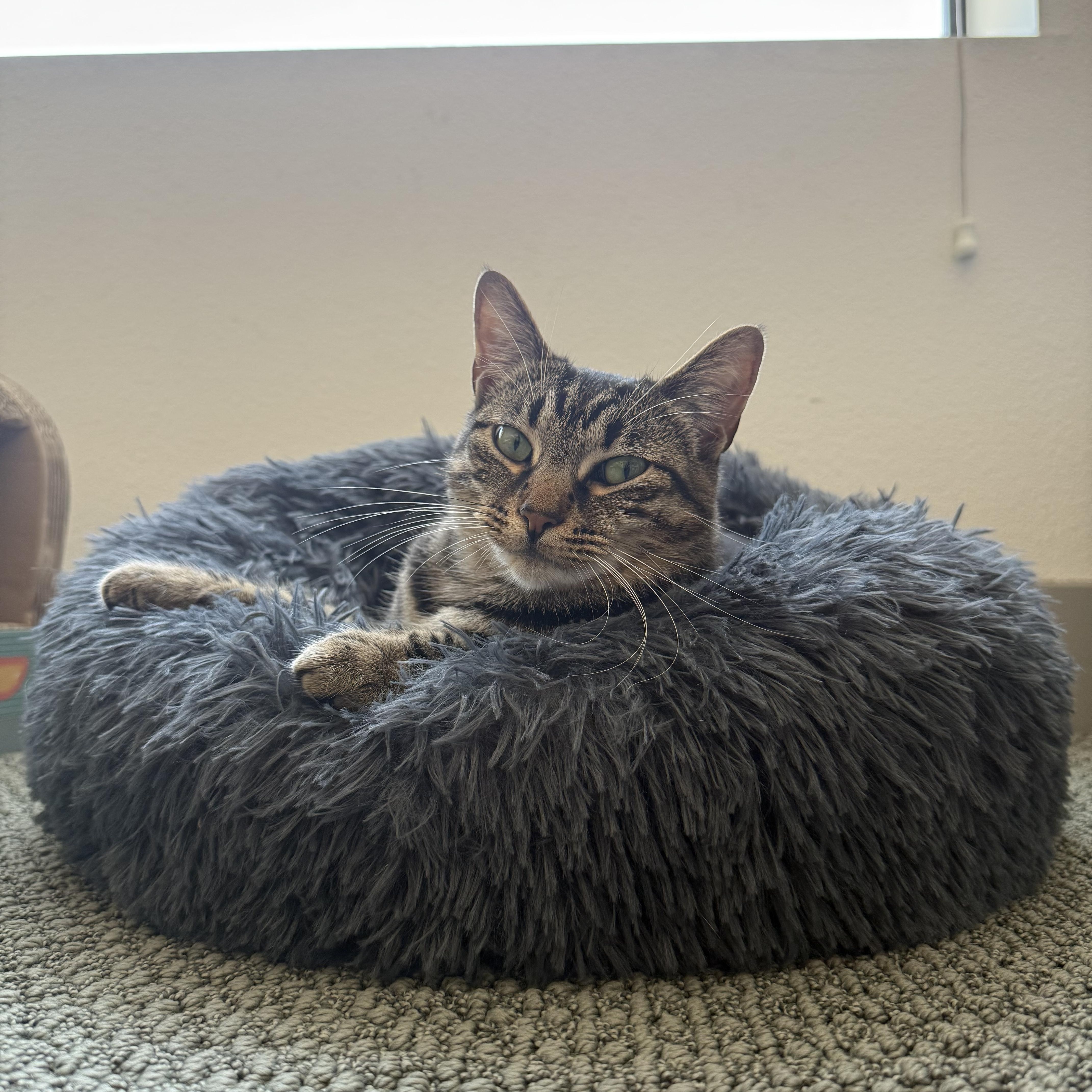 Shimi photo 6