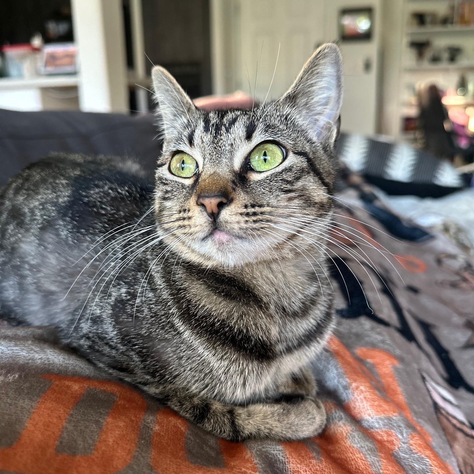 Shimi