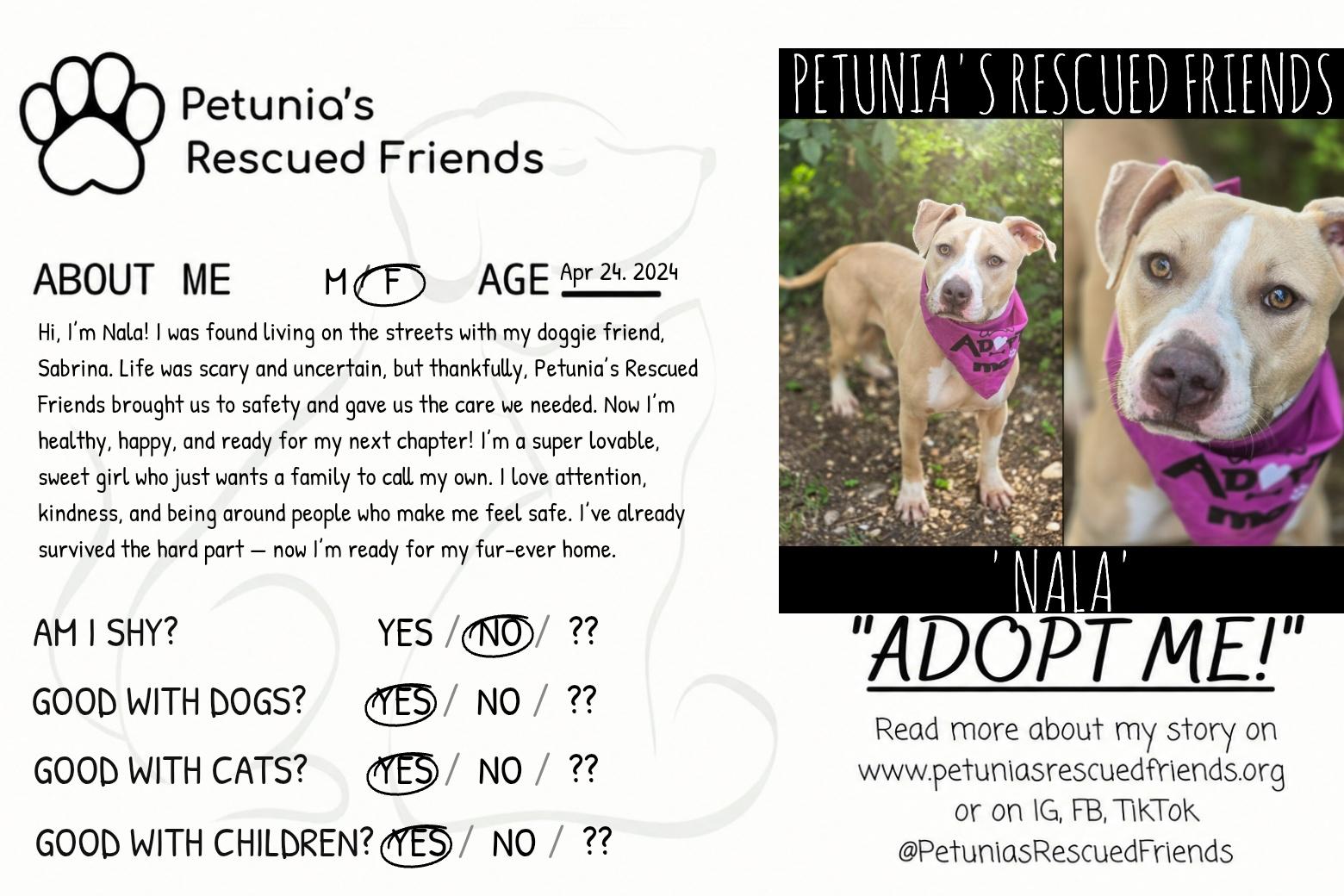 Enlarge Nala, a Adoptable mixed breed in Castroville, TX image 2/2