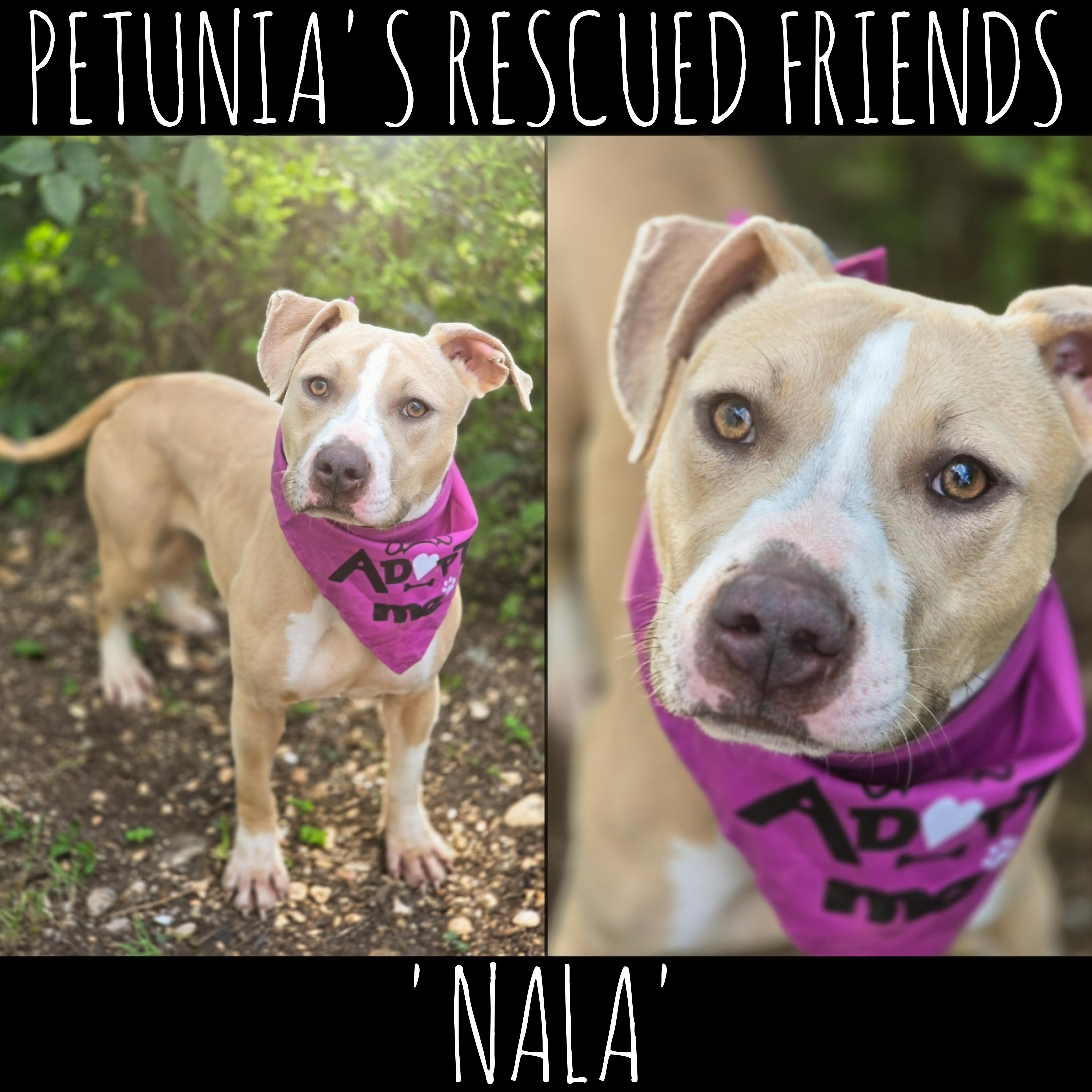 Enlarge Nala, a Adoptable mixed breed in Castroville, TX image 1/2