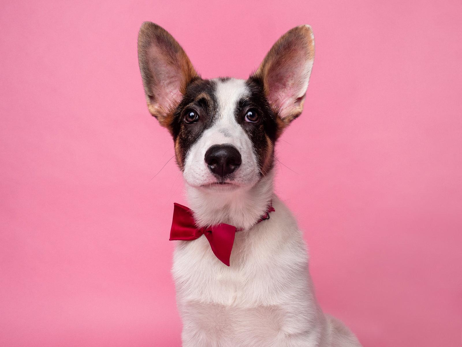 Enlarge Subwoofer, a Adoptable mixed breed in Palo Alto, CA image 1/3