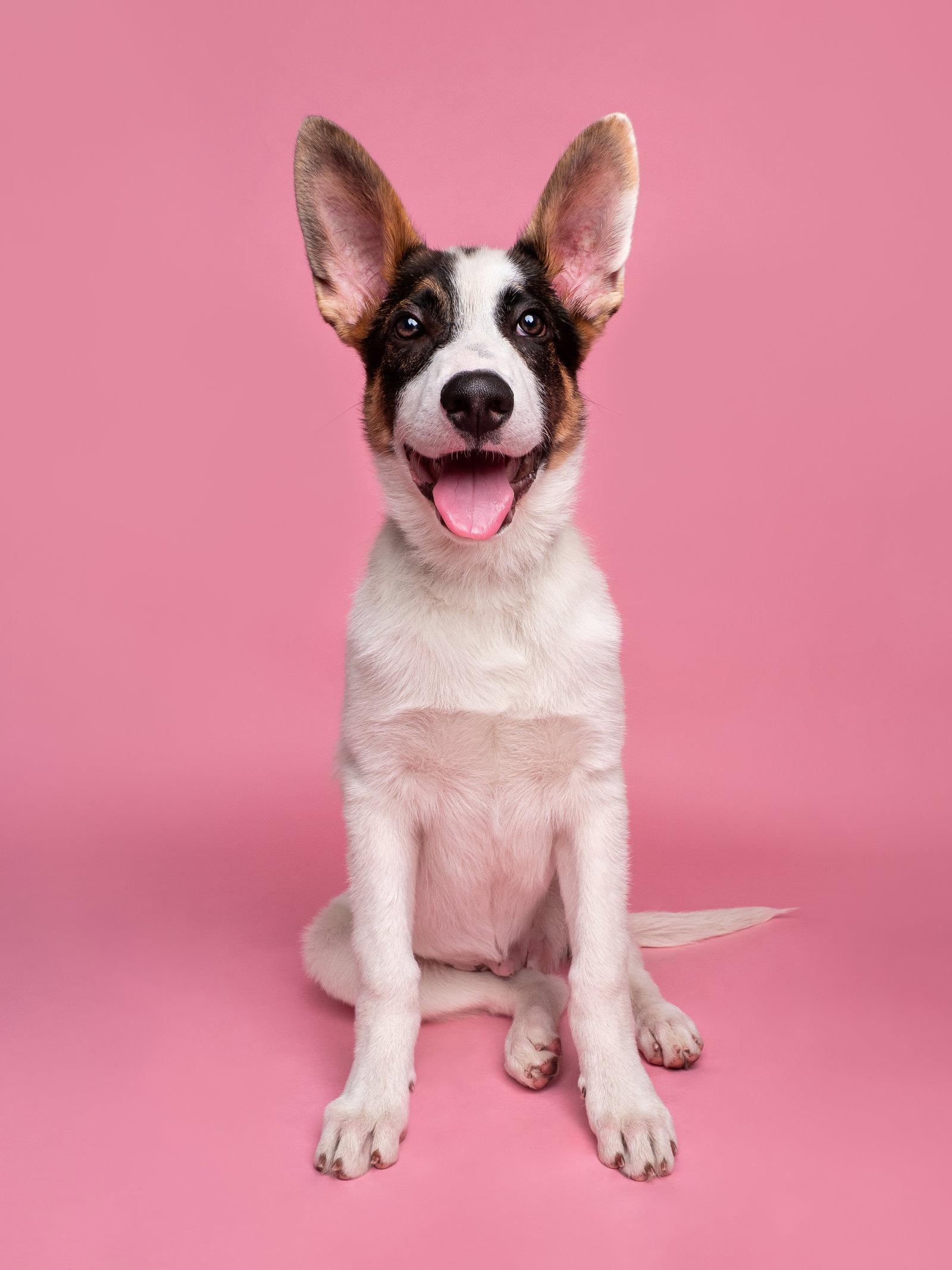 Enlarge Subwoofer, a Adoptable mixed breed in Palo Alto, CA image 2/3