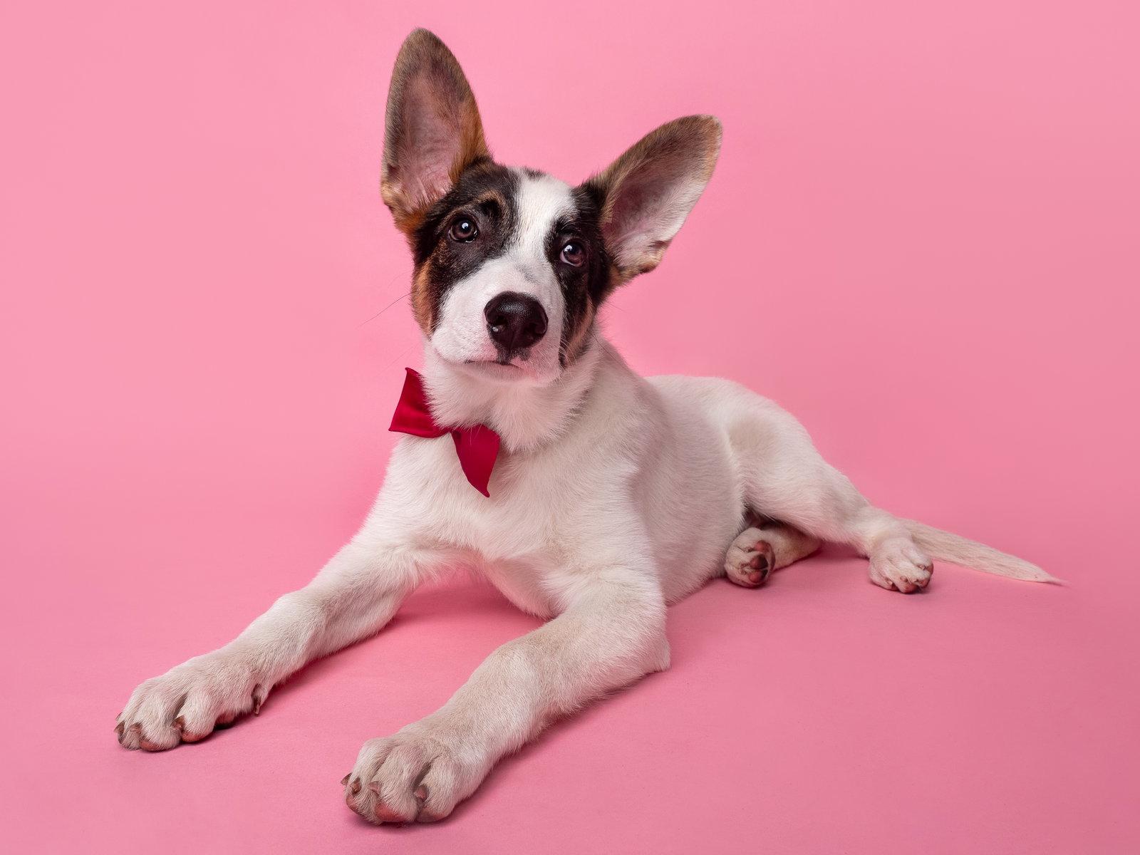 Enlarge Subwoofer, a Adoptable mixed breed in Palo Alto, CA image 3/3