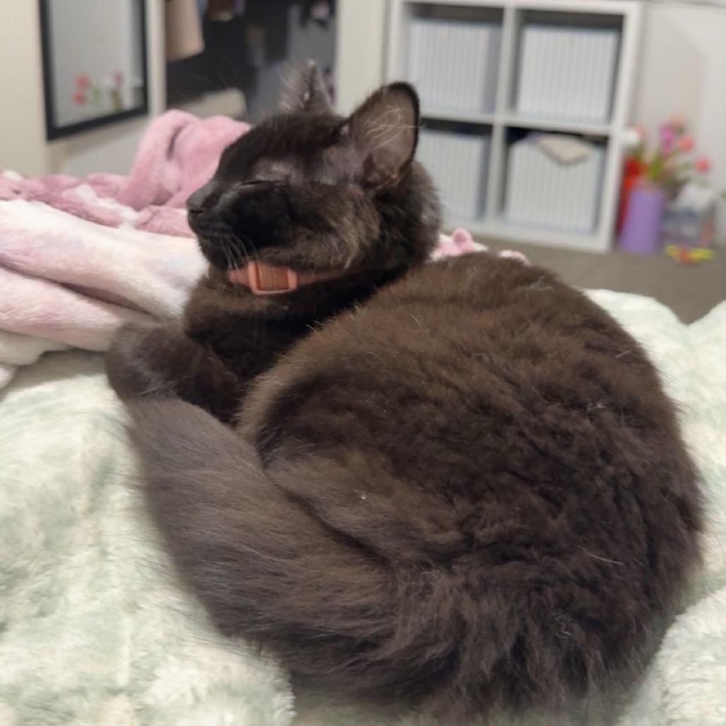 Rowan, Adoptable, Kitten Female Domestic Medium Hair.