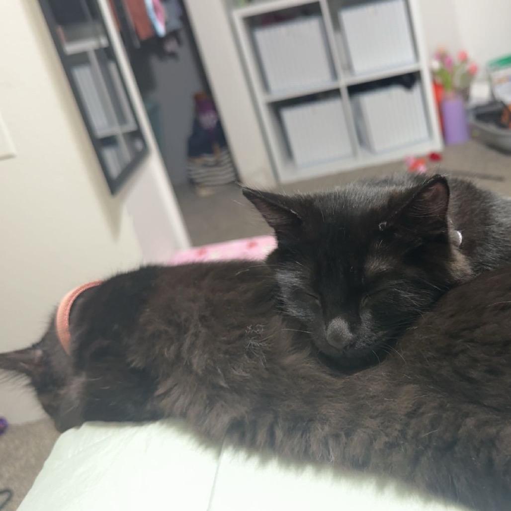Enlarge Rowan, a Adoptable Domestic Medium Hair in Fargo, ND image 2/6