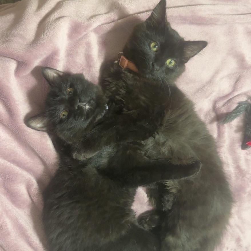 Enlarge Rowan, a Adoptable Domestic Medium Hair in Fargo, ND image 3/6