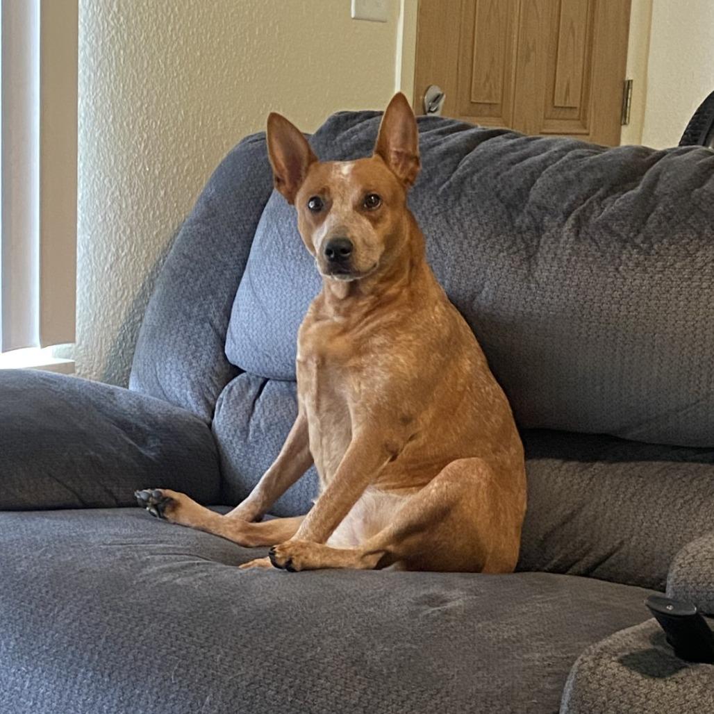 Nirvana, a Adoptable Cattle Dog in Ridgely, MD image 1/2