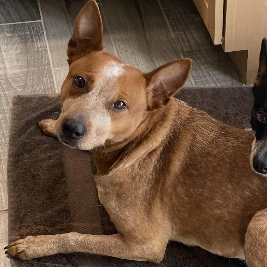 Nirvana, a Adoptable Cattle Dog in Ridgely, MD image 2/2