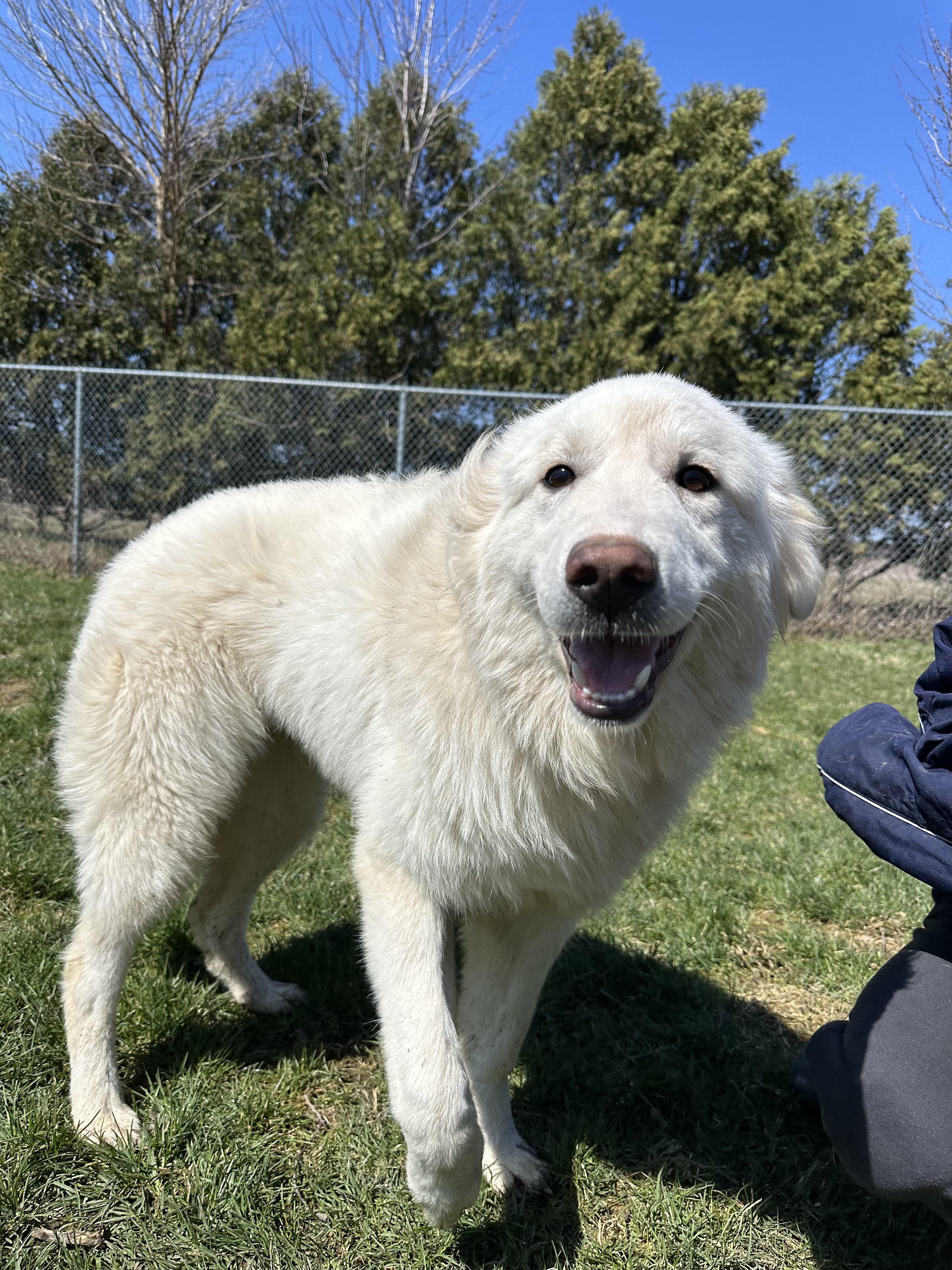 Sophia, an adopted Great Pyrenees in Ilderton, ON image 2/5