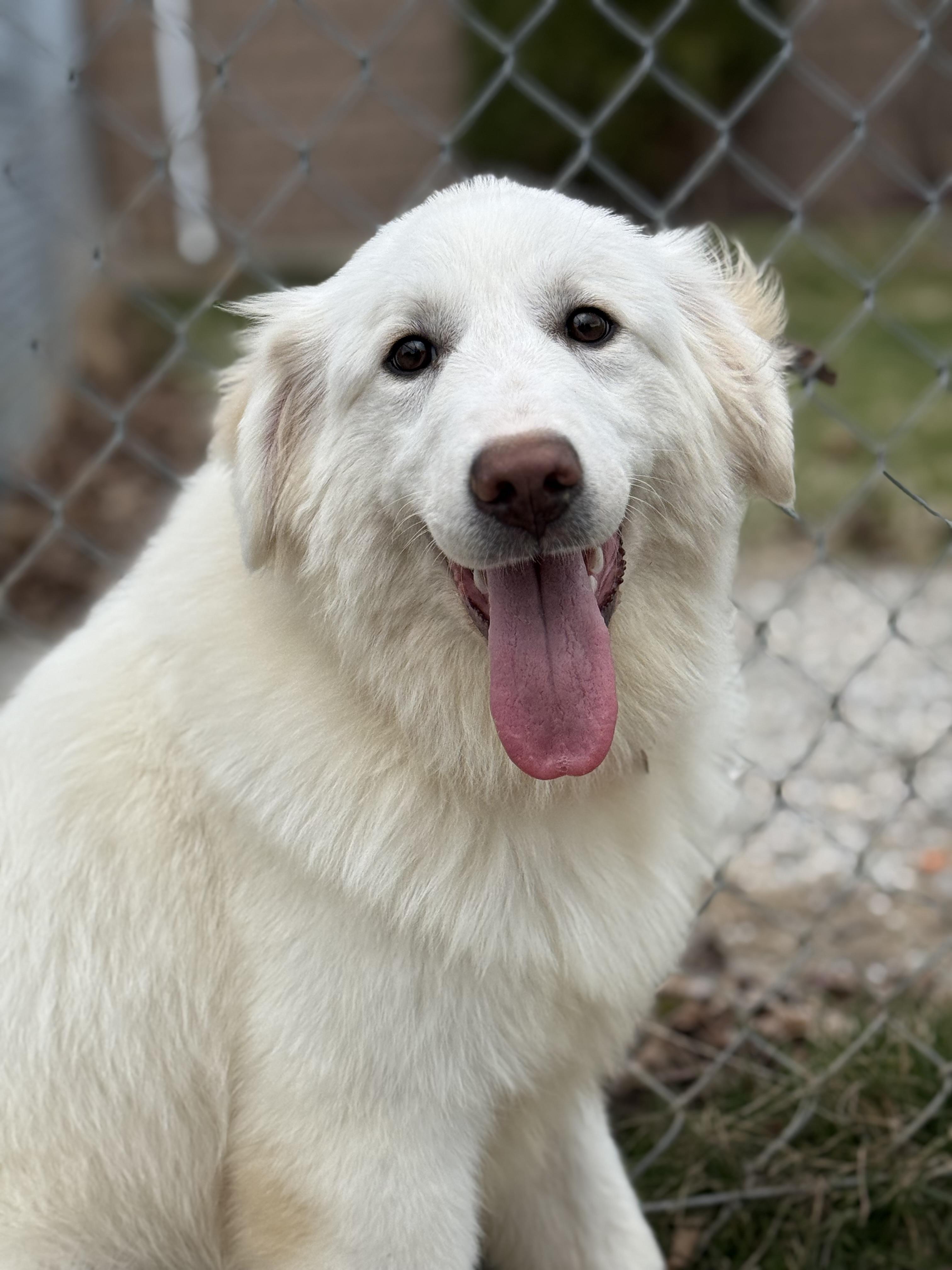 Sophia, adopted, Young Female Great Pyrenees.