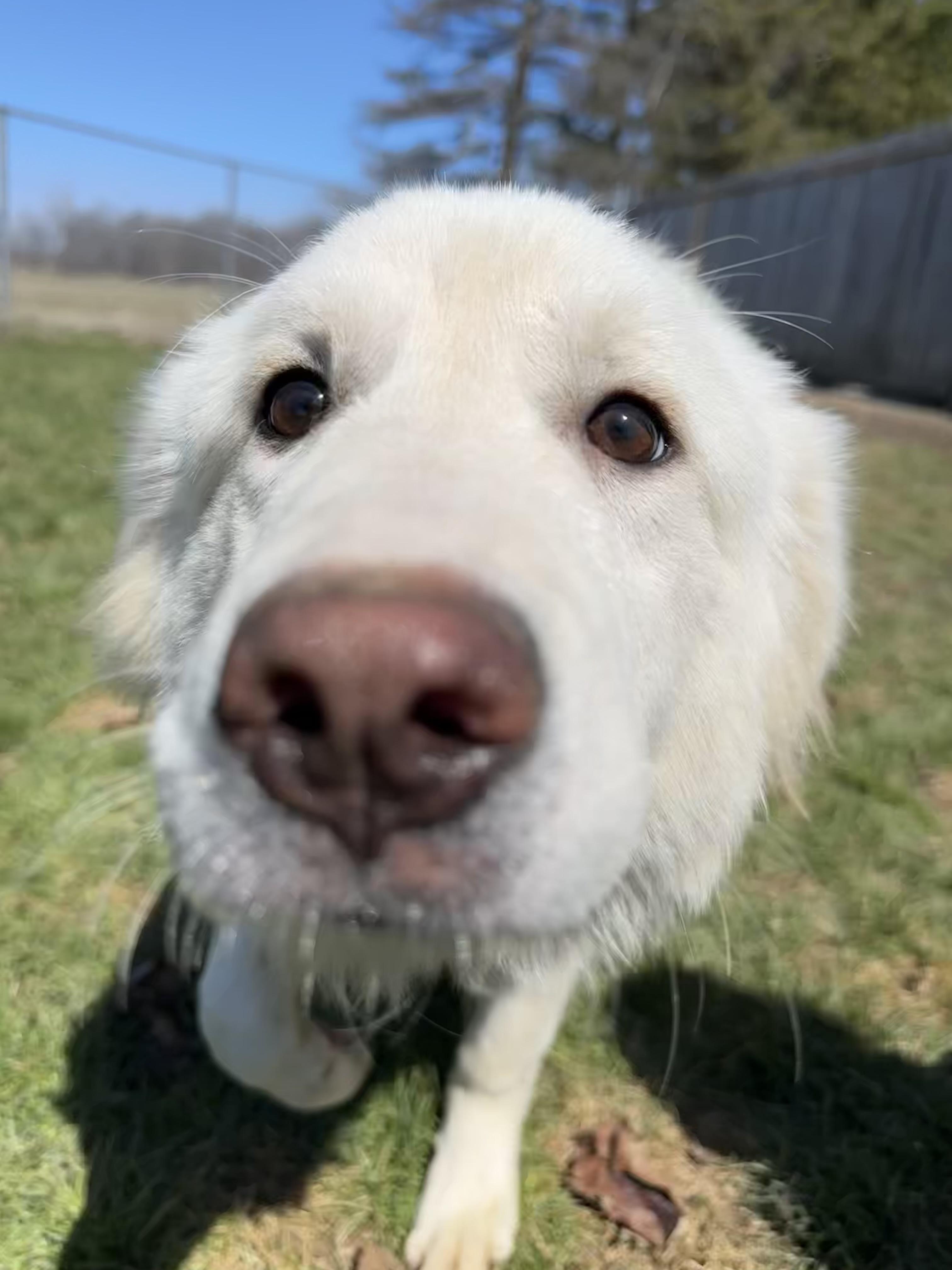 Sophia, an adopted Great Pyrenees in Ilderton, ON image 4/5