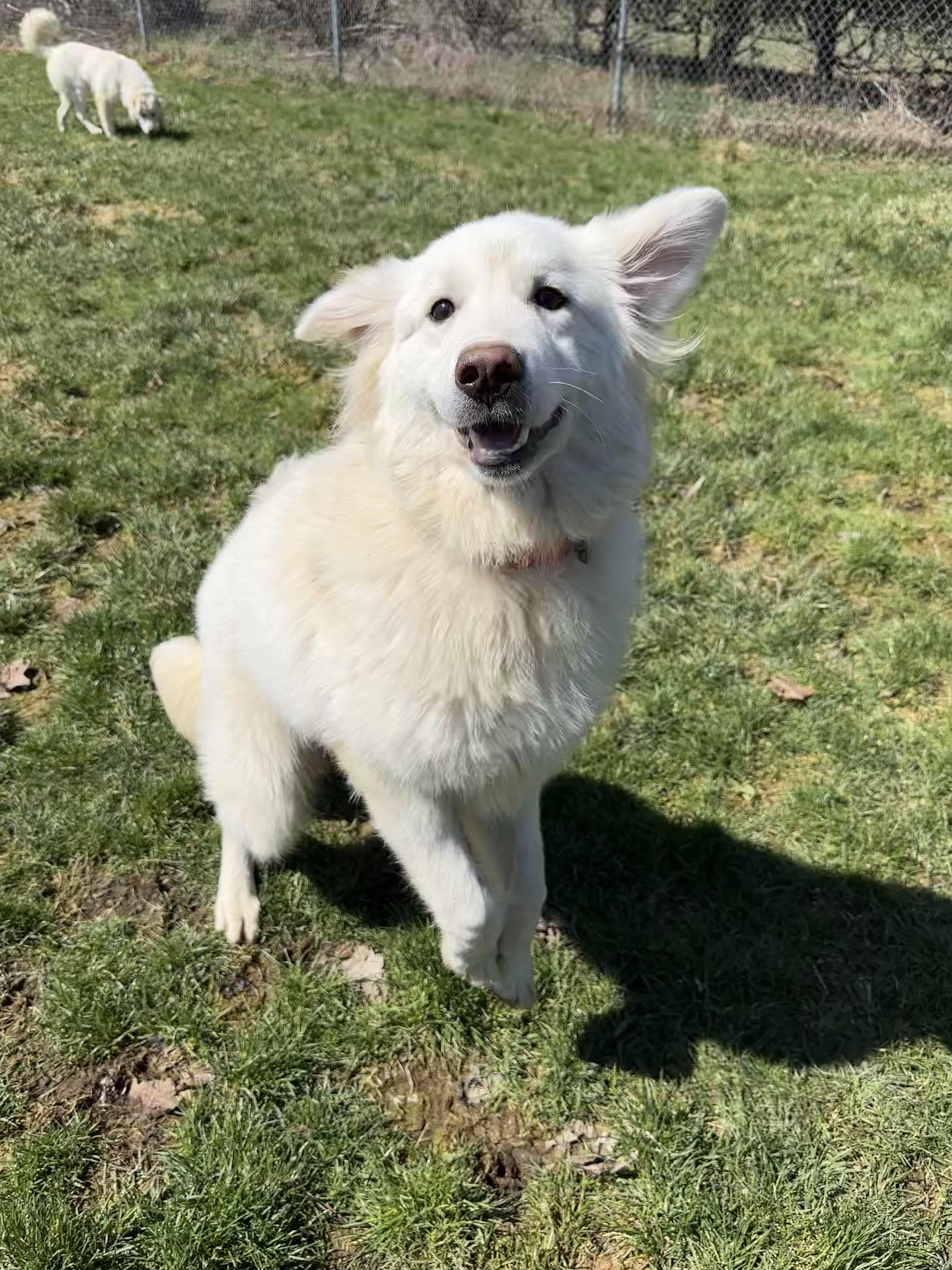 Sophia, an adopted Great Pyrenees in Ilderton, ON image 3/5