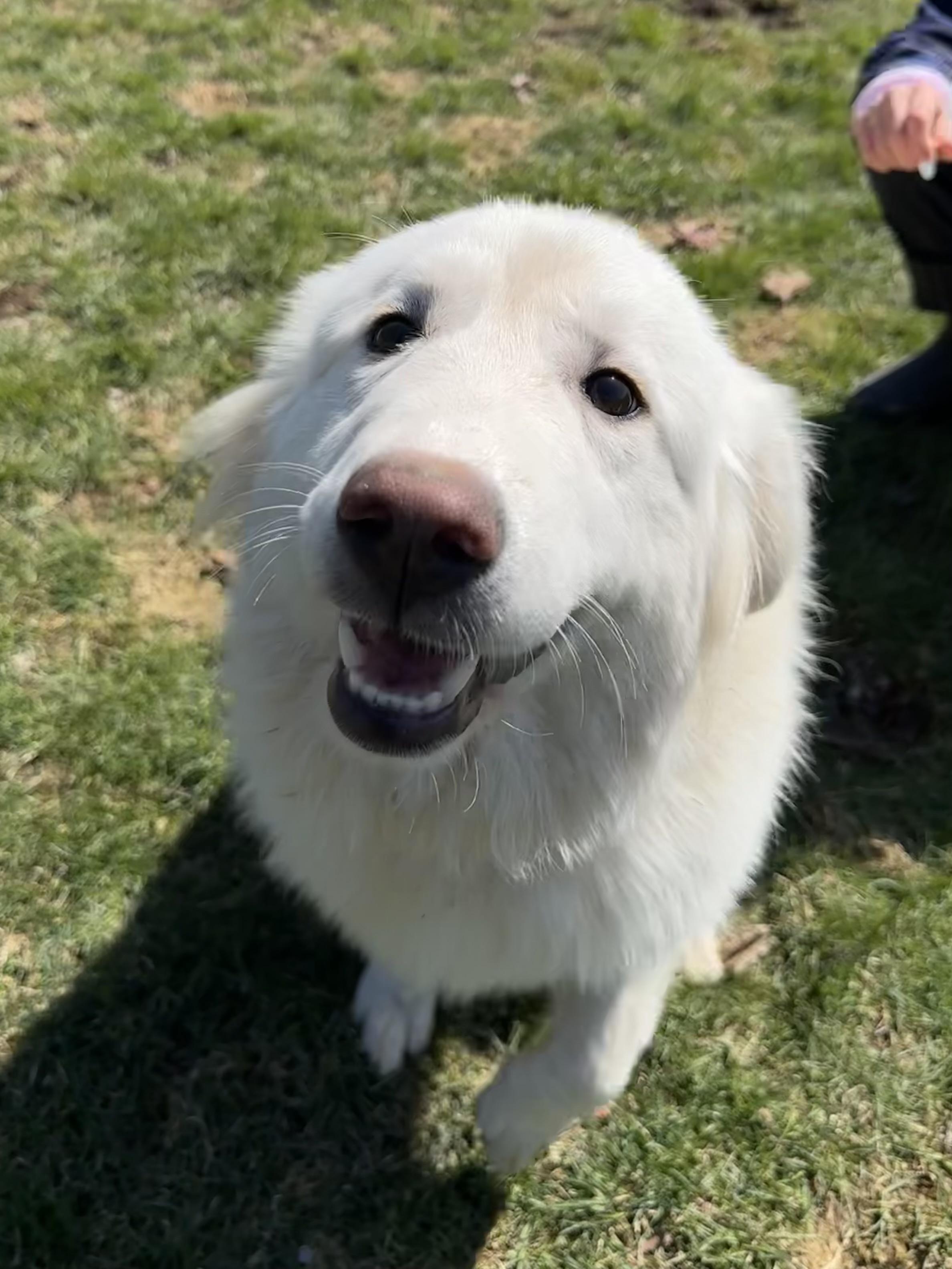 Sophia, an adopted Great Pyrenees in Ilderton, ON image 5/5