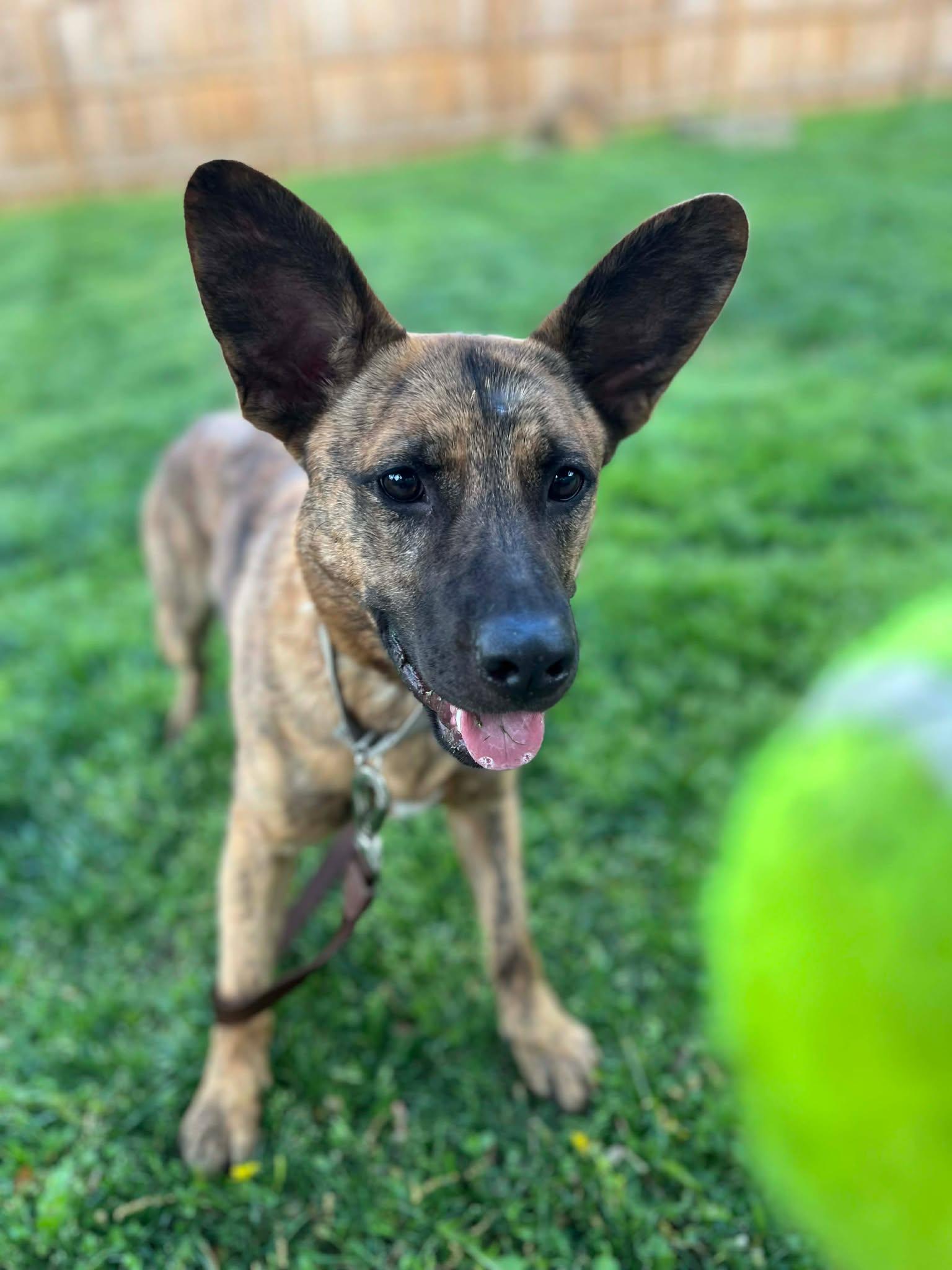 Enlarge Aries, a ADOPTABLE mixed breed in Matthews, NC image 2/4