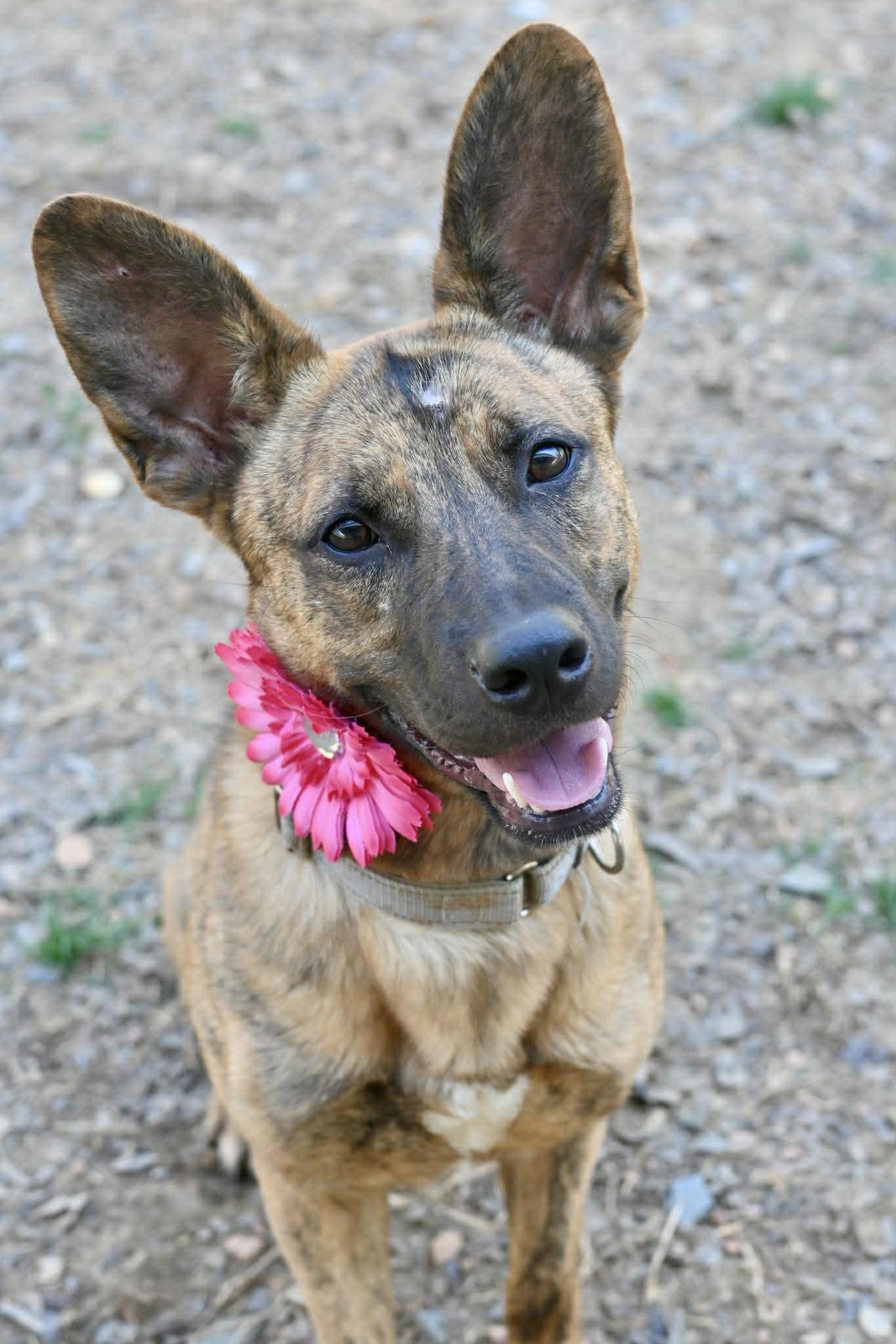 Enlarge Aries, a ADOPTABLE mixed breed in Matthews, NC image 1/4